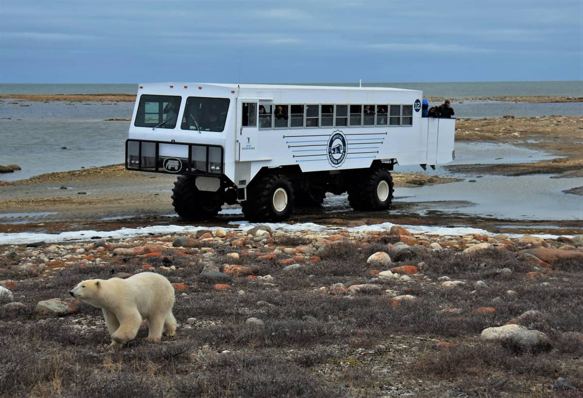 Churchill: Tundra Buggy day trip