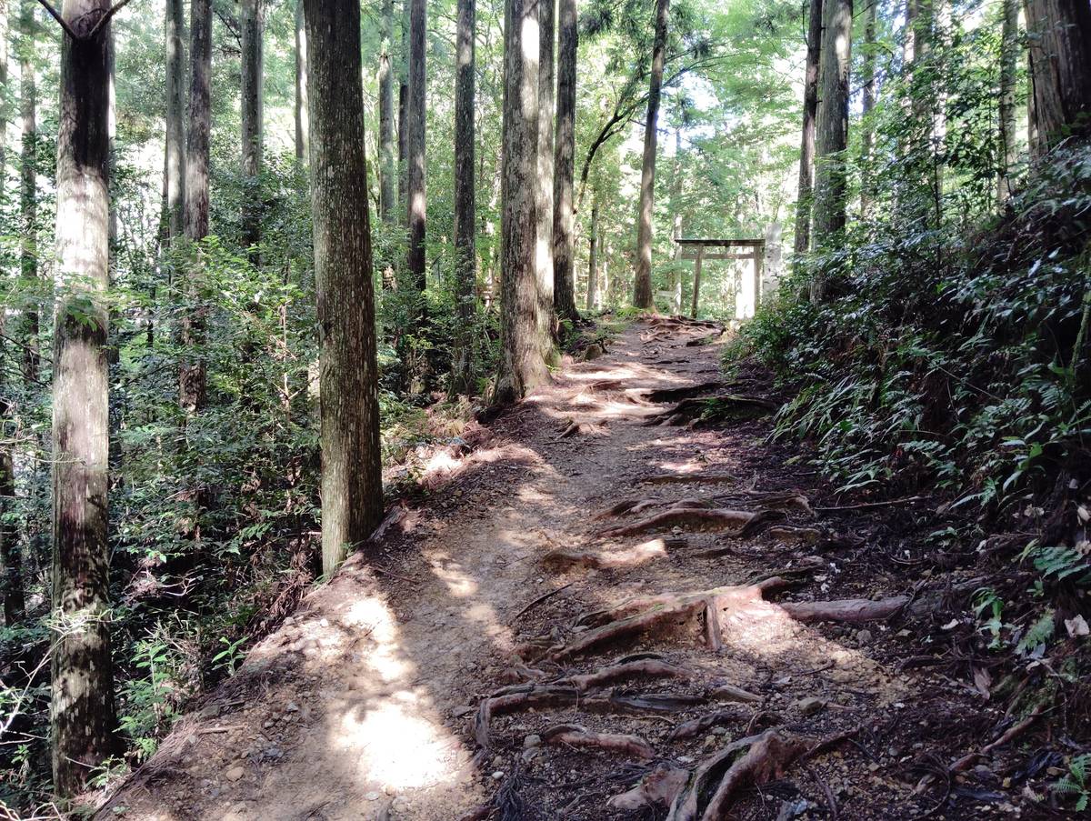 Wakayama: Walk the Kumano Kodo to Kumano Hongu Taisha