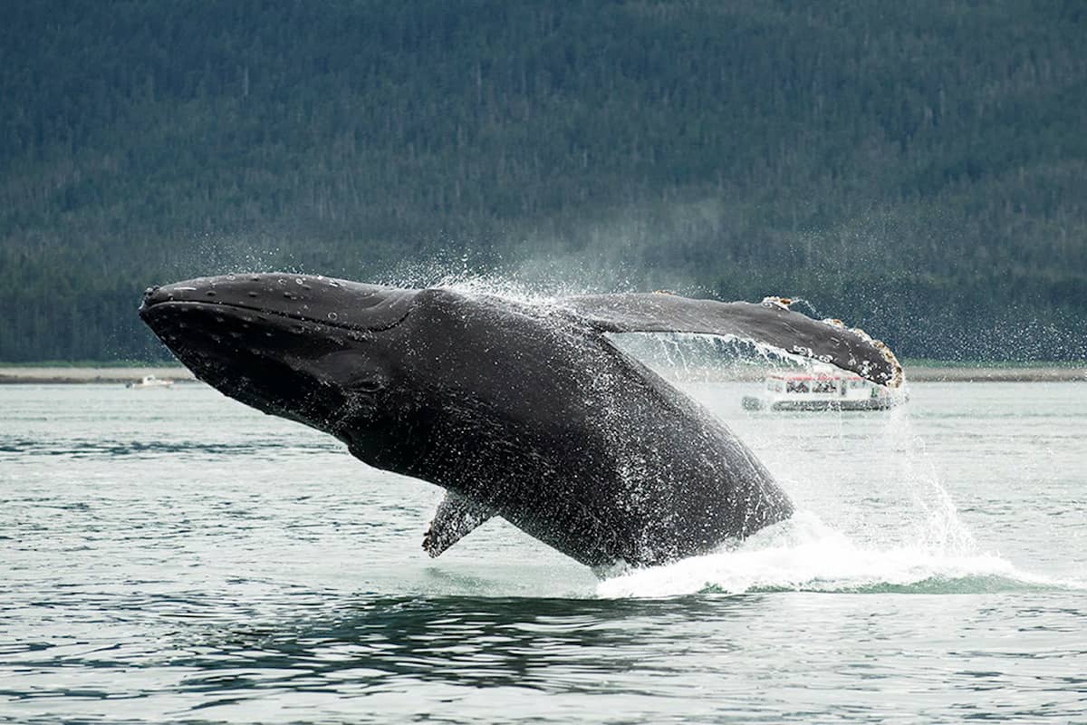A humpback whale breaching
