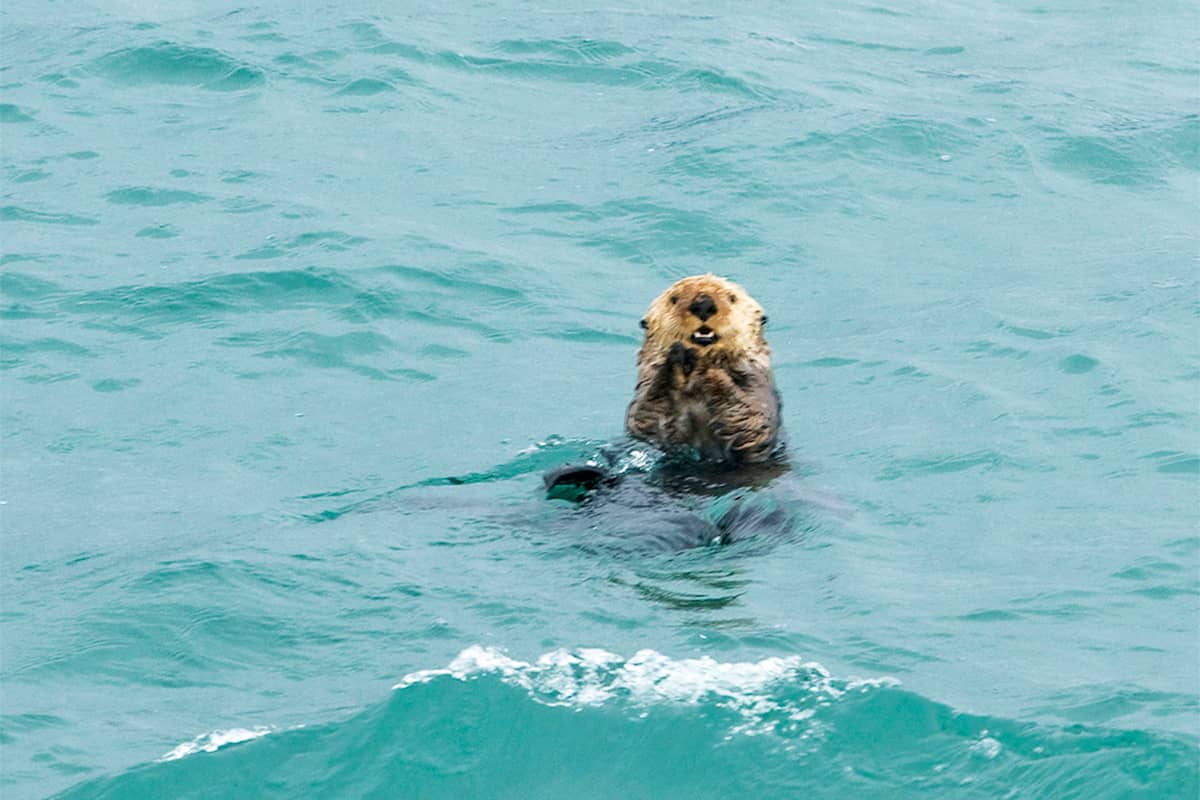 A sea otter in the bay