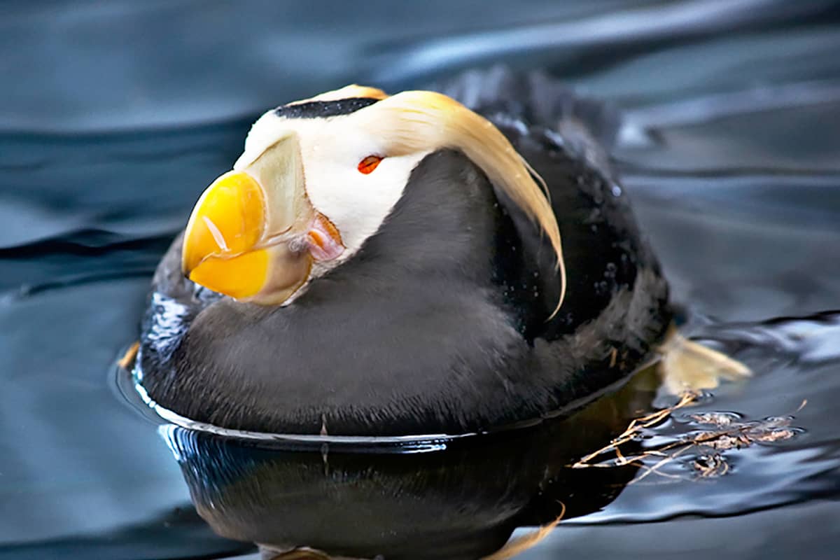 A tufted puffin on the water
