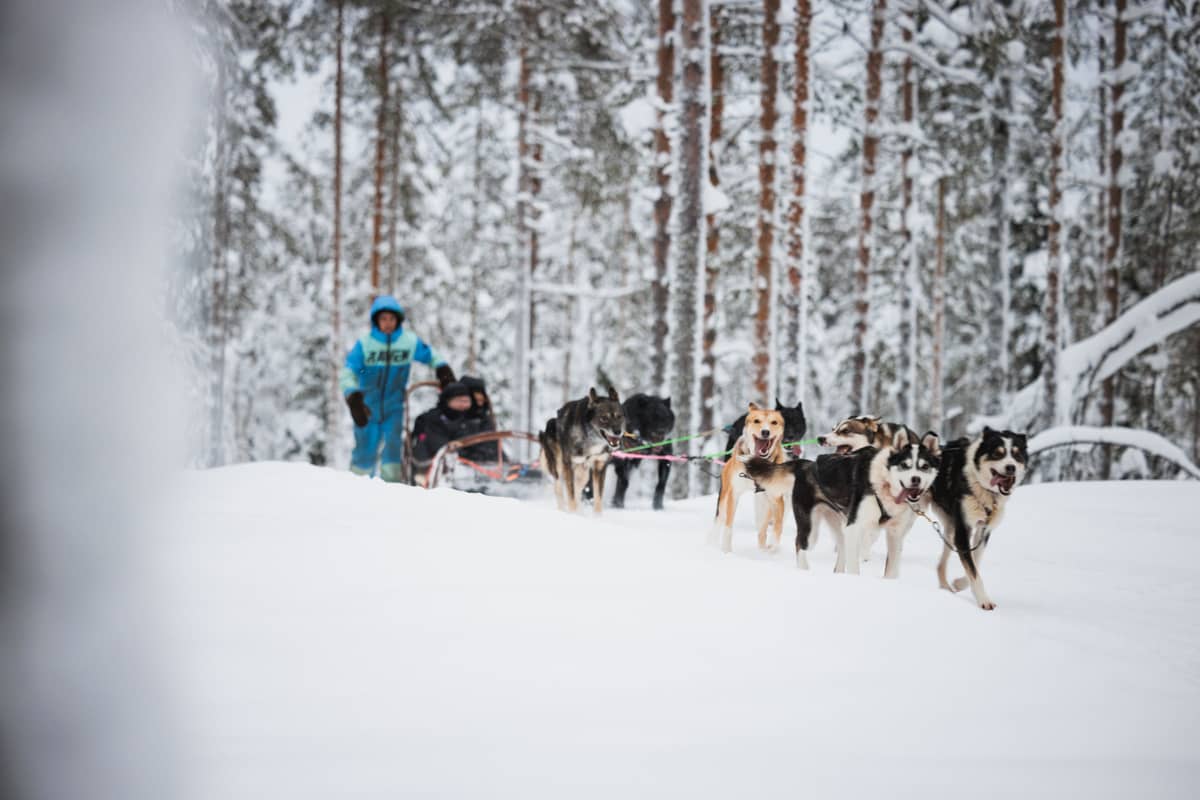 Un attelage de huskys dans la forêt