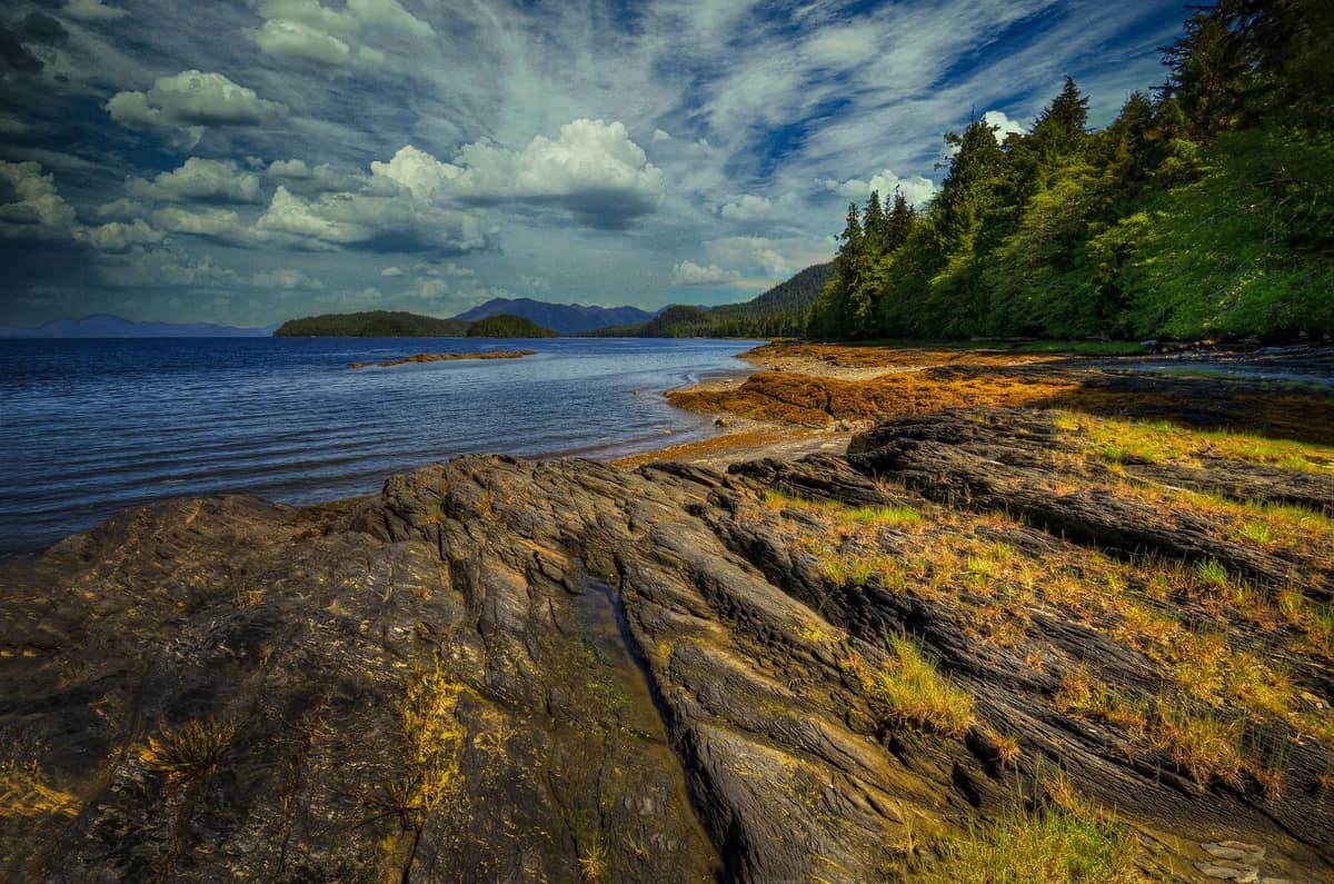 A rocky shore and forest on the coast