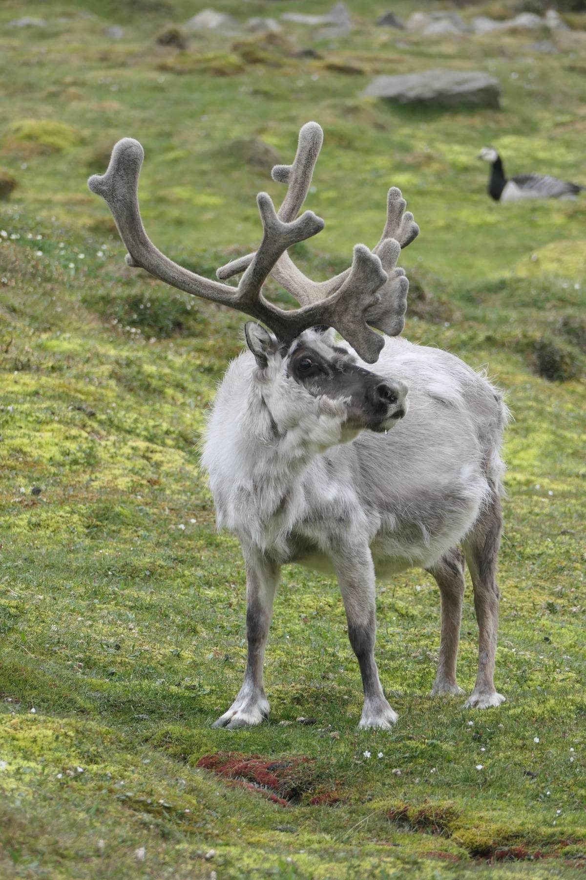 Ein Svalbard-Rentier auf der Tundra