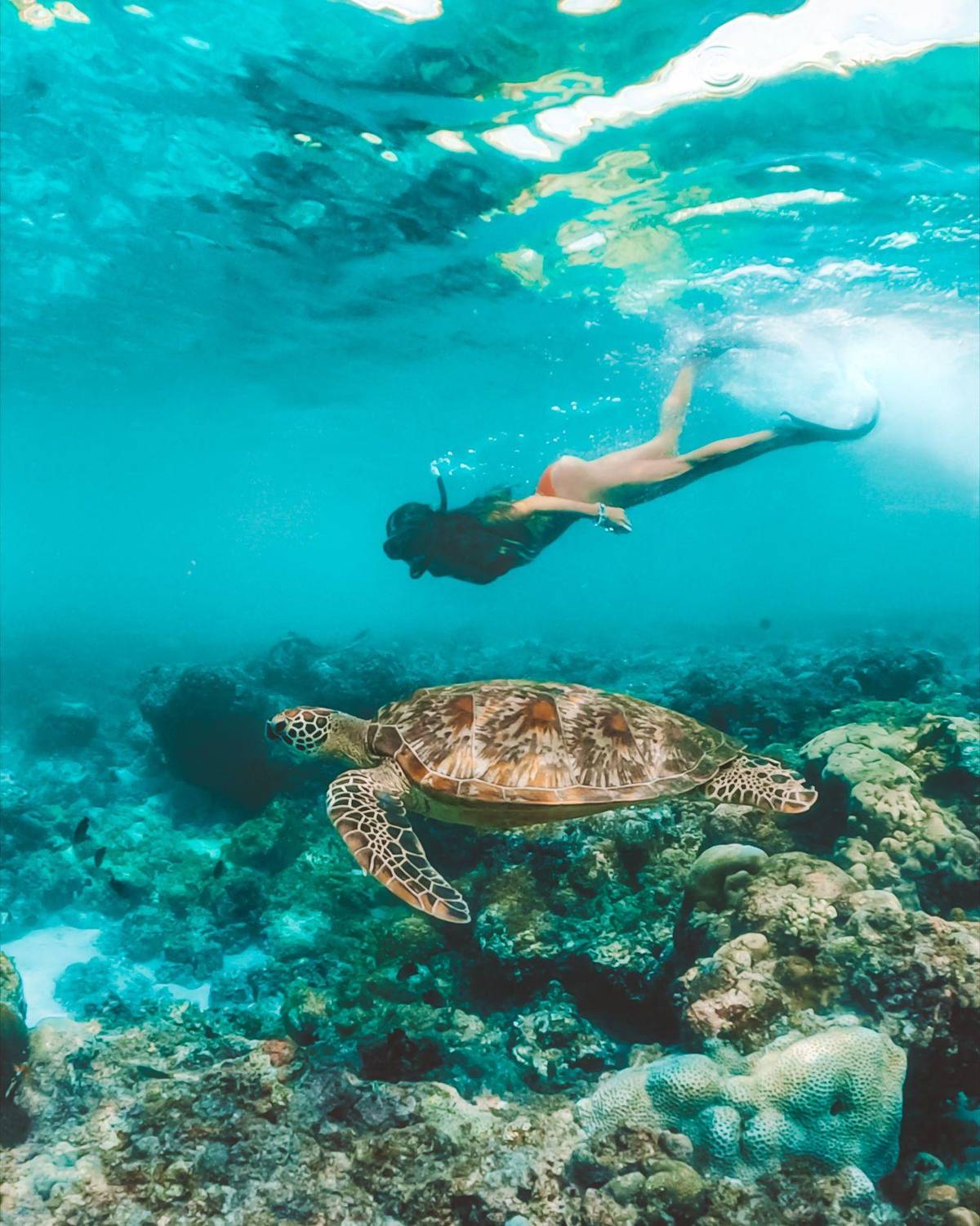 A snorkeler gliding over a turtle on the reef