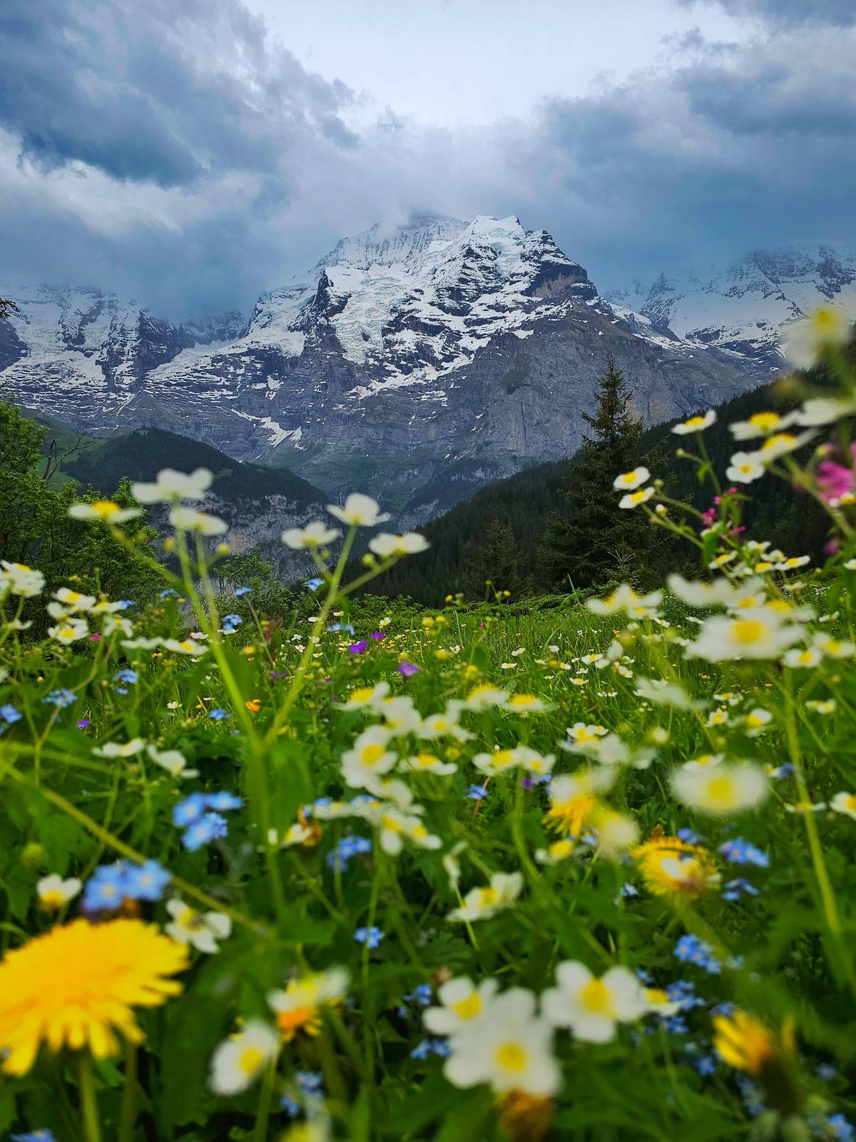Wild flowers below the snowy peaks