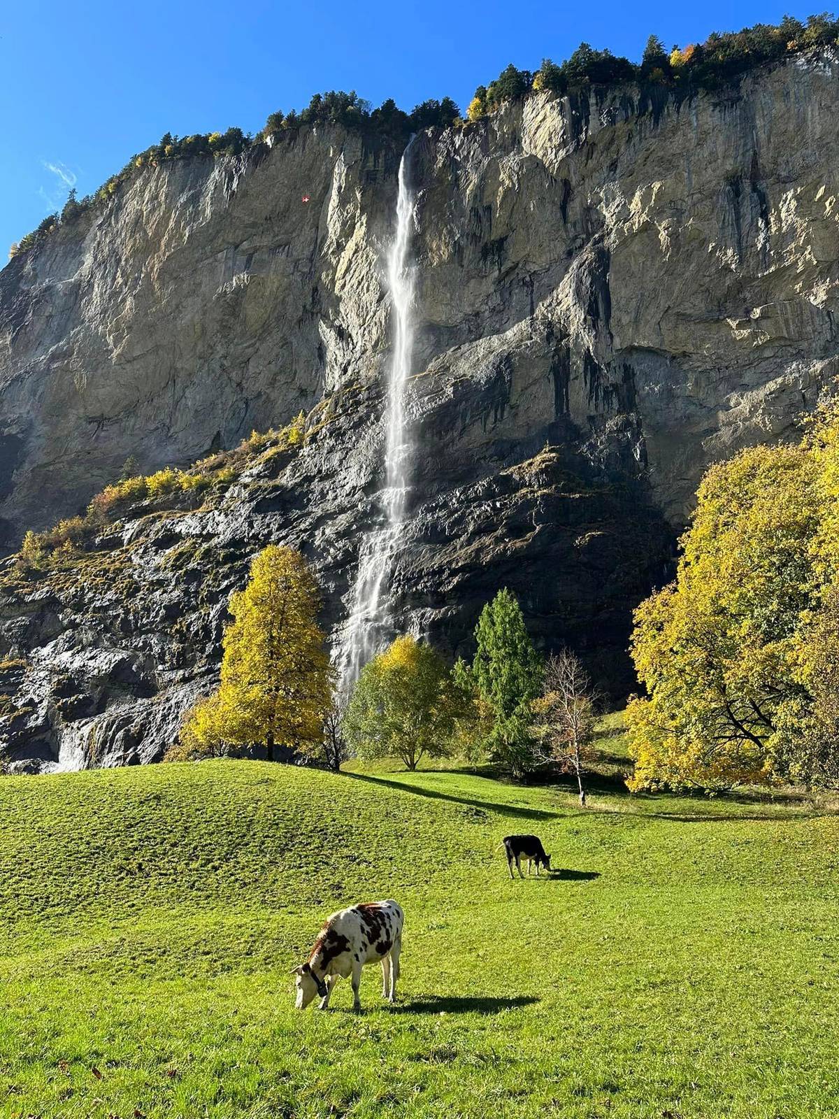 Staubbach in autumn colour with cows grazing