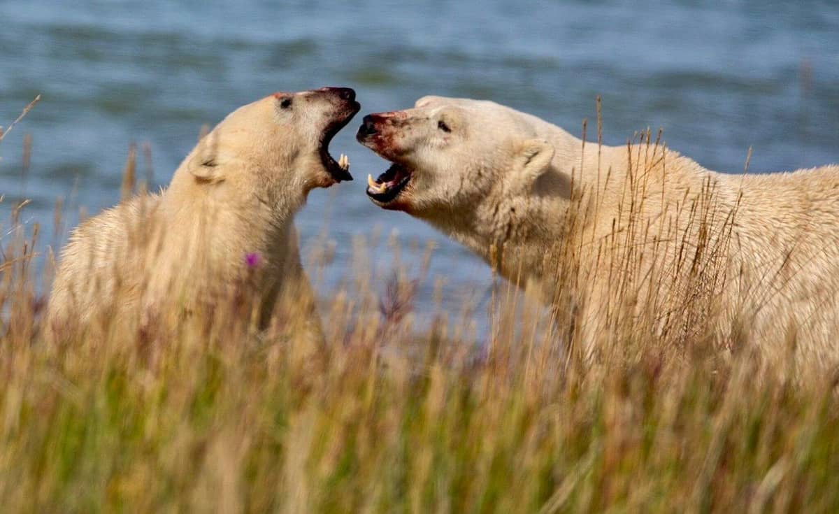Churchill: Private Polar Bear and Hudson Bay Road Safari