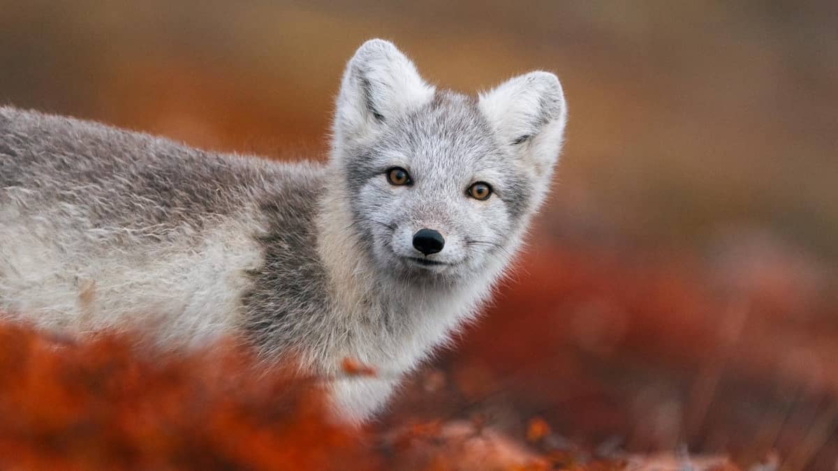 Ein Polarfuchs in Herbstfarben