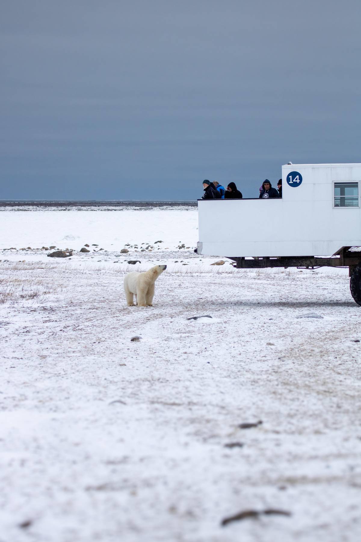 A bear beside the buggy in the snow