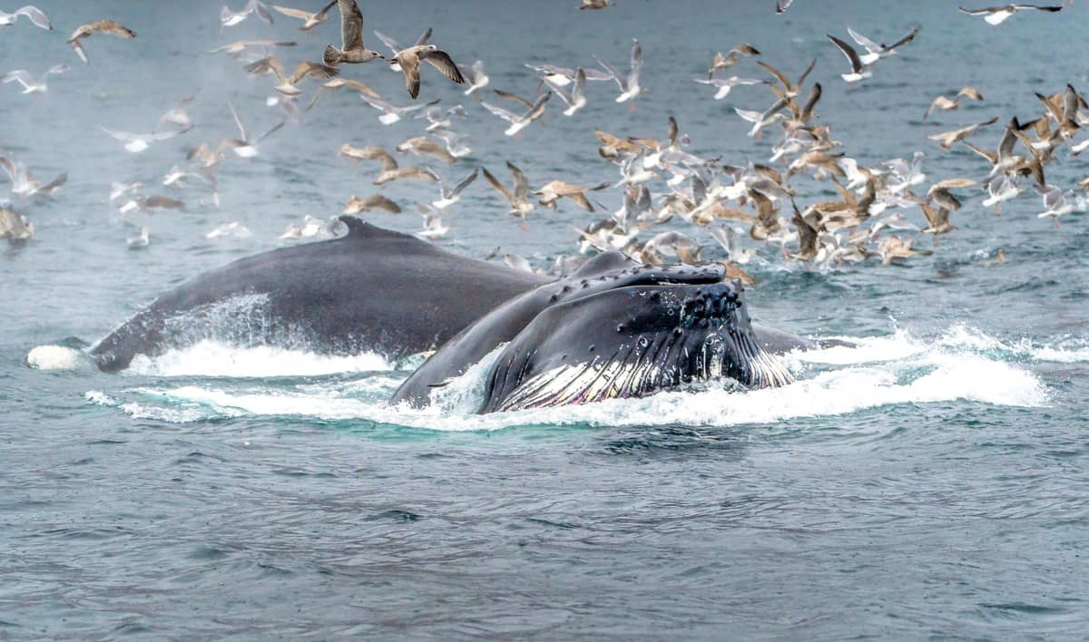 A humpback whale among seagulls