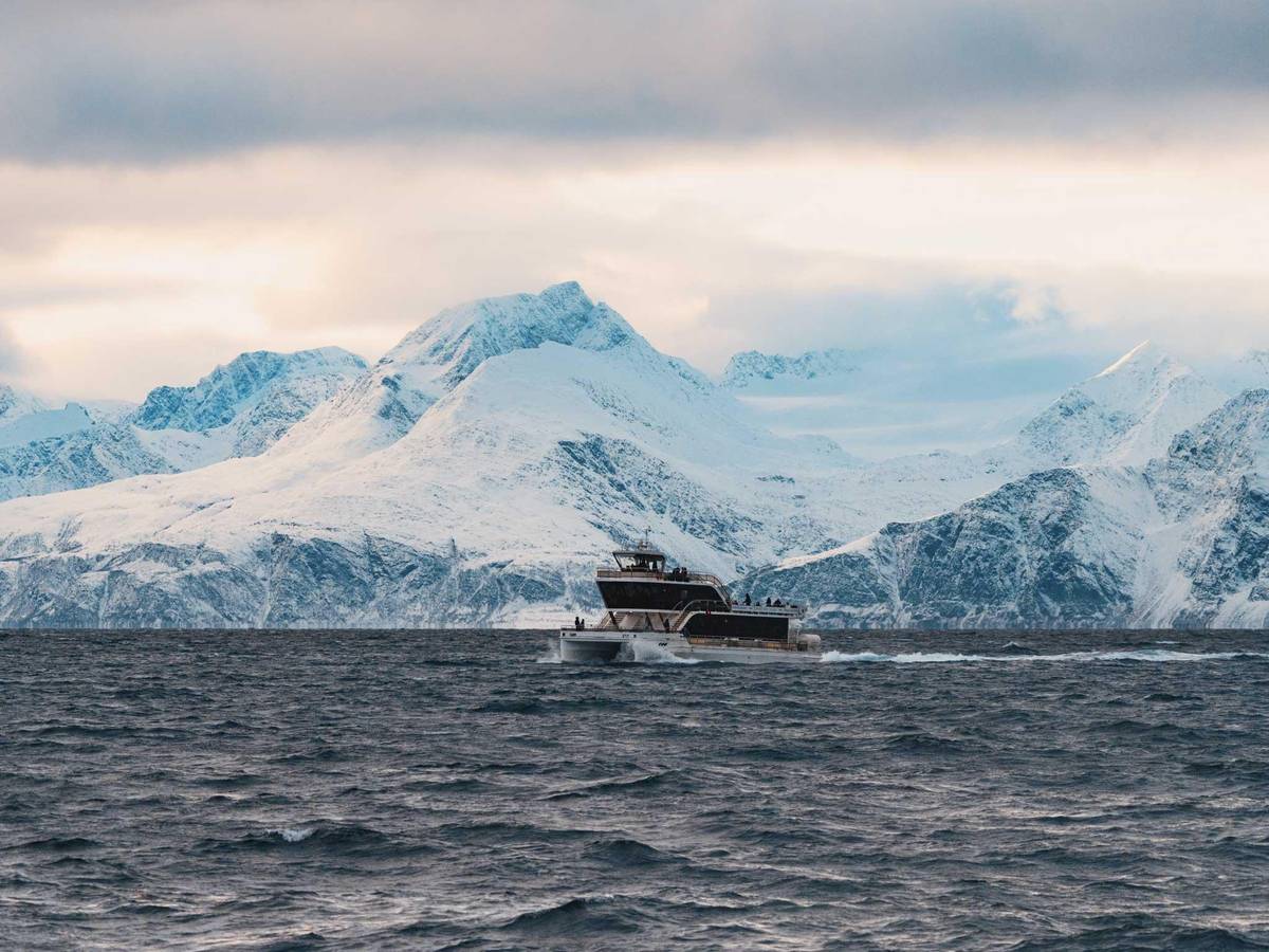 Walsafari ab Tromsø: die Boote im Vergleich