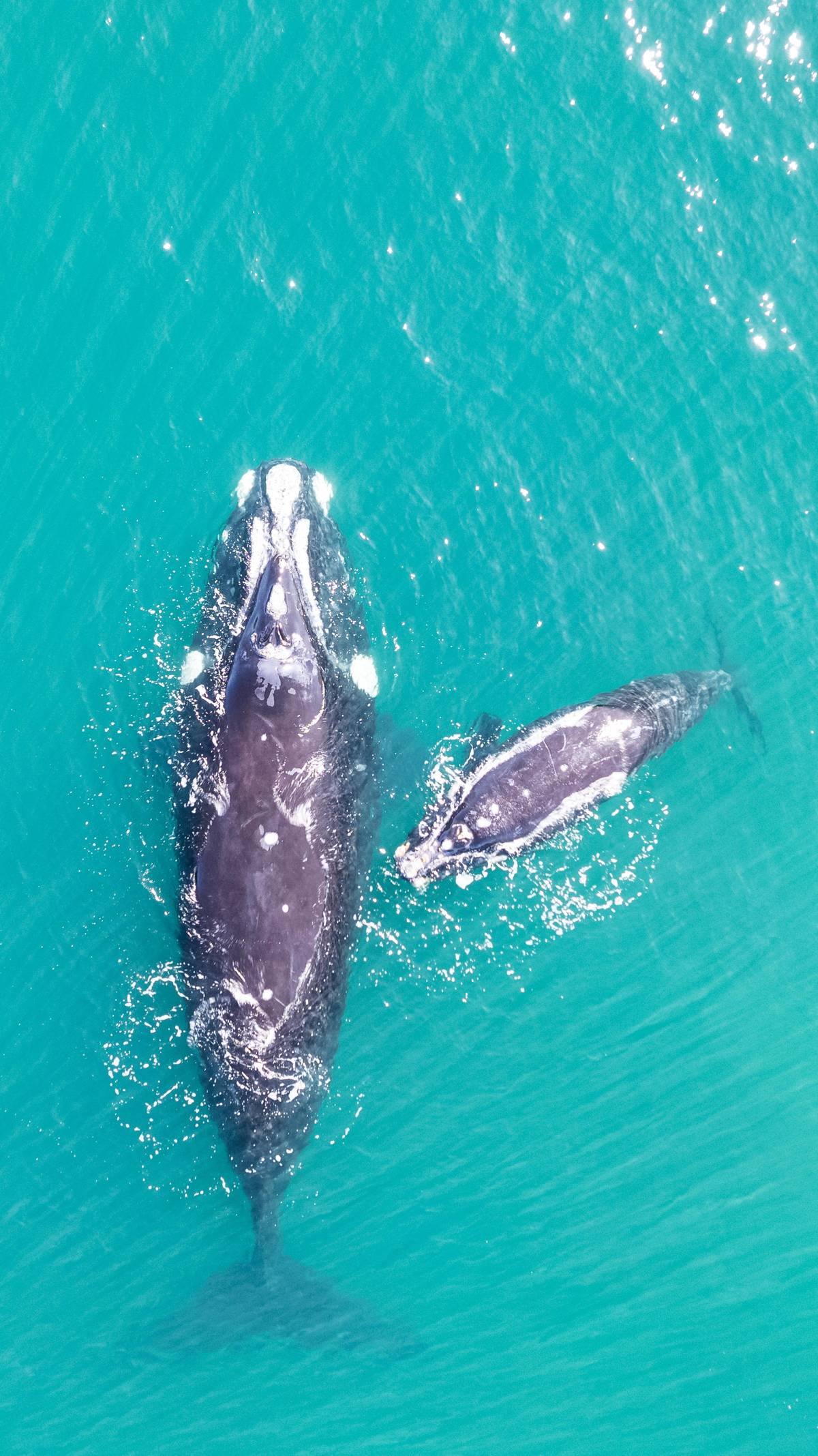Hermanus: Whale Watching Boat Tour with Marine Biologist
