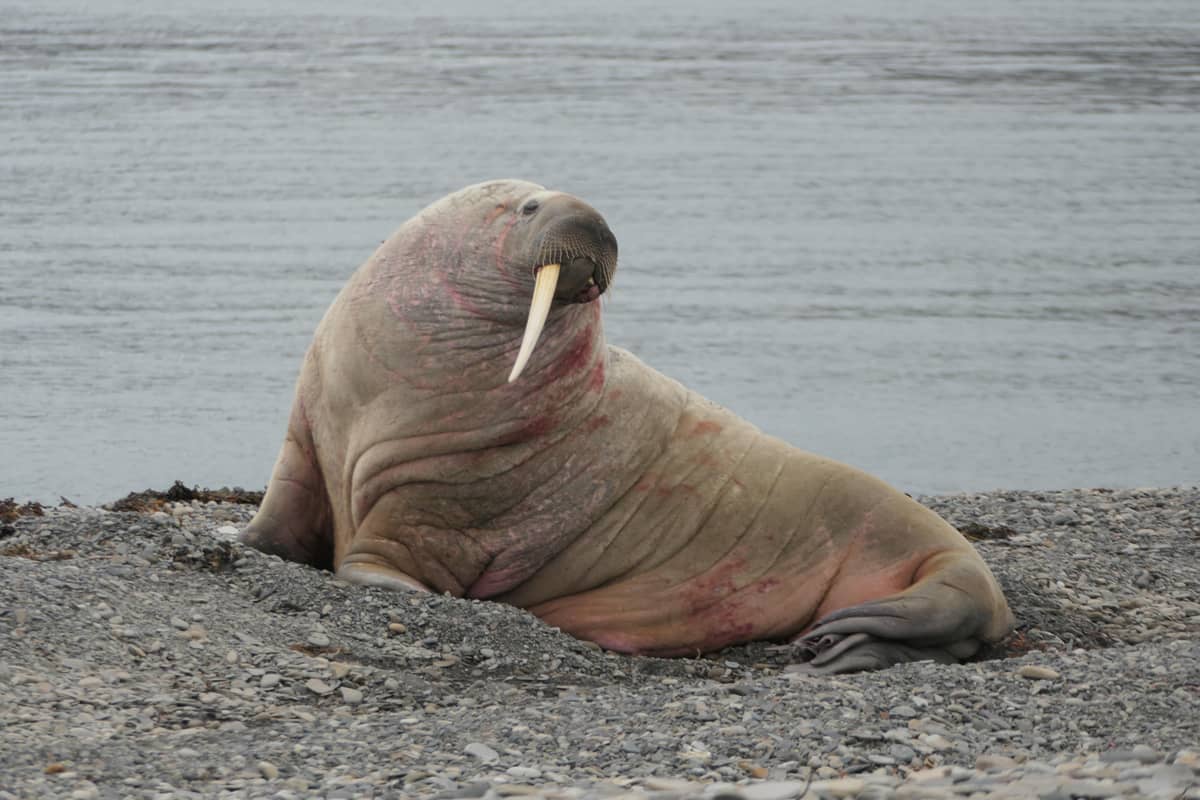 Ein Robbenbär, der am Ufer ruht