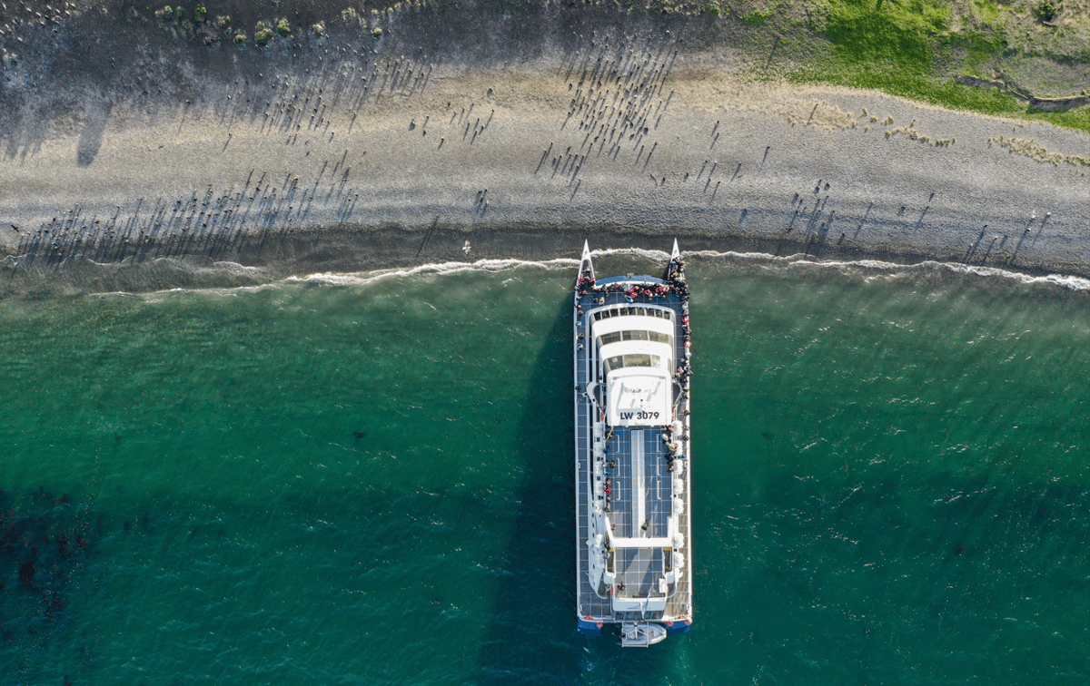 Ushuaia: Catamaran to the penguins of Martillo Island