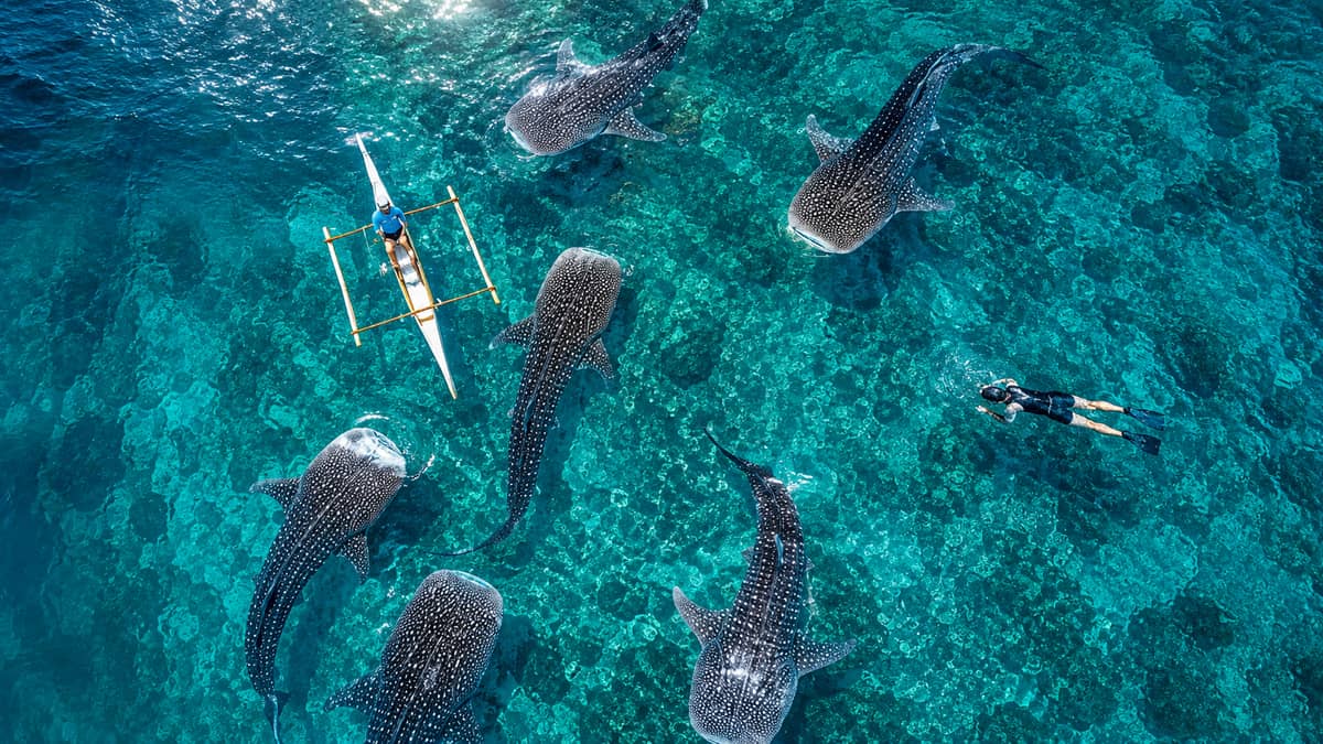 From Moalboal: Oslob Whale Shark Swimming Experience