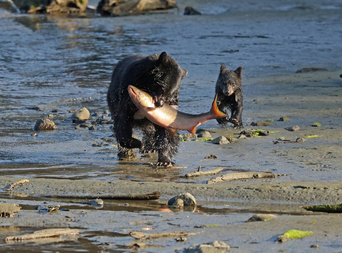Ketchikan: Customizable Private Tour with a Guide