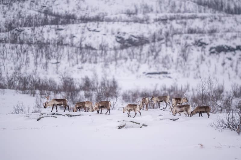 Abisko: Guided Arctic Snowshoe Hike with Photos & Snacks — photo 3
