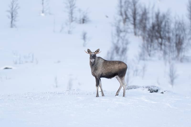 Abisko: Guided Arctic Snowshoe Hike with Photos & Snacks — photo 2