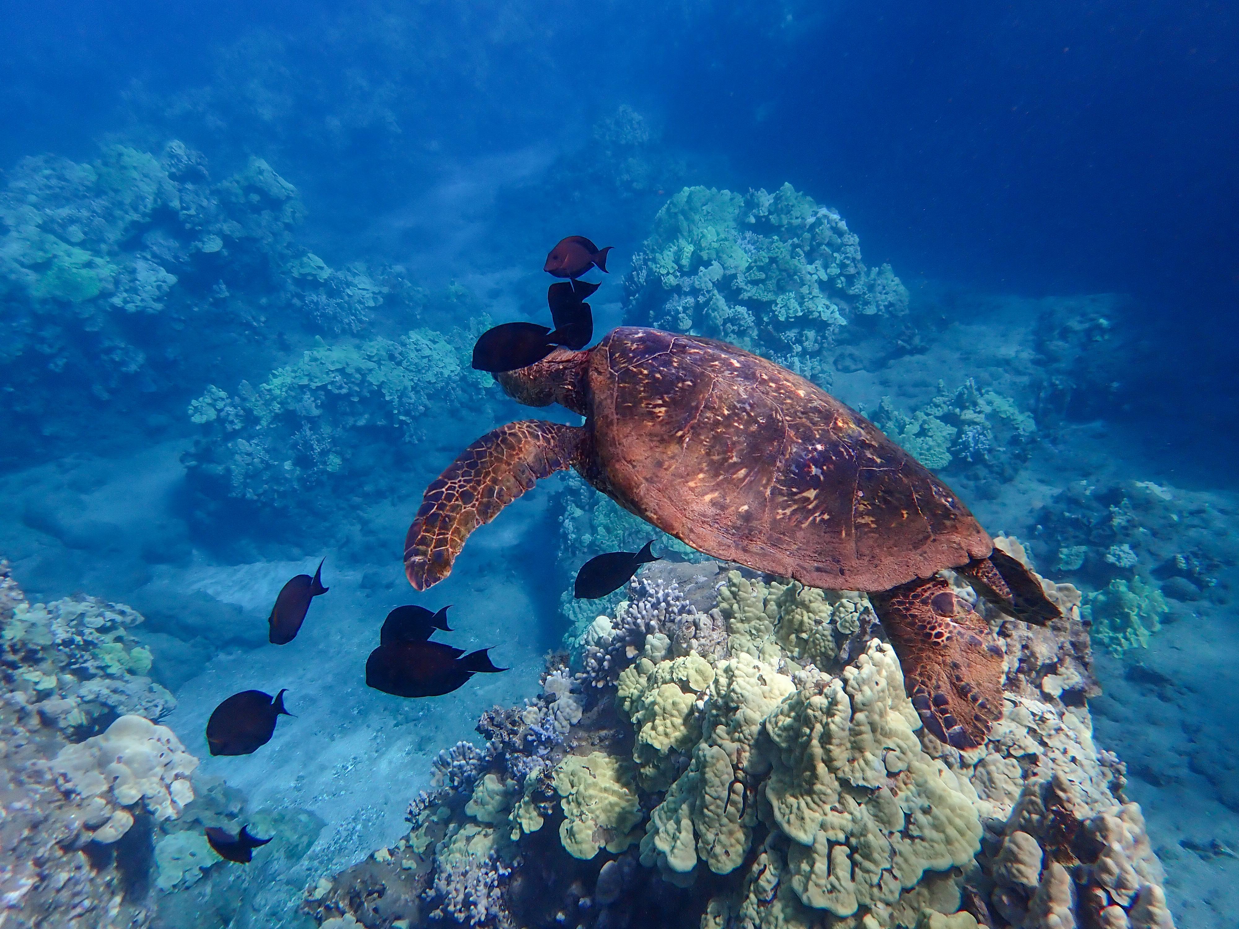 The BEST Things to Do in Kihei - Top Activities in 2026