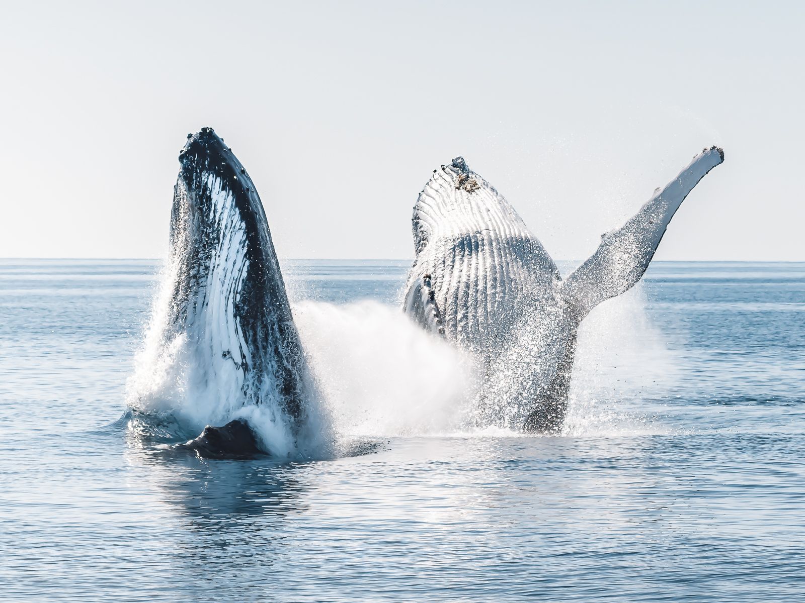 The BEST Things to Do in Hervey Bay - Top Activities in 2026 | GetYourGuide