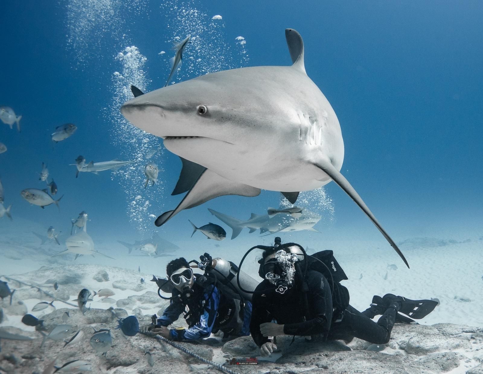 The BEST Things to Do in Playa del Carmen - Top Activities in 2026