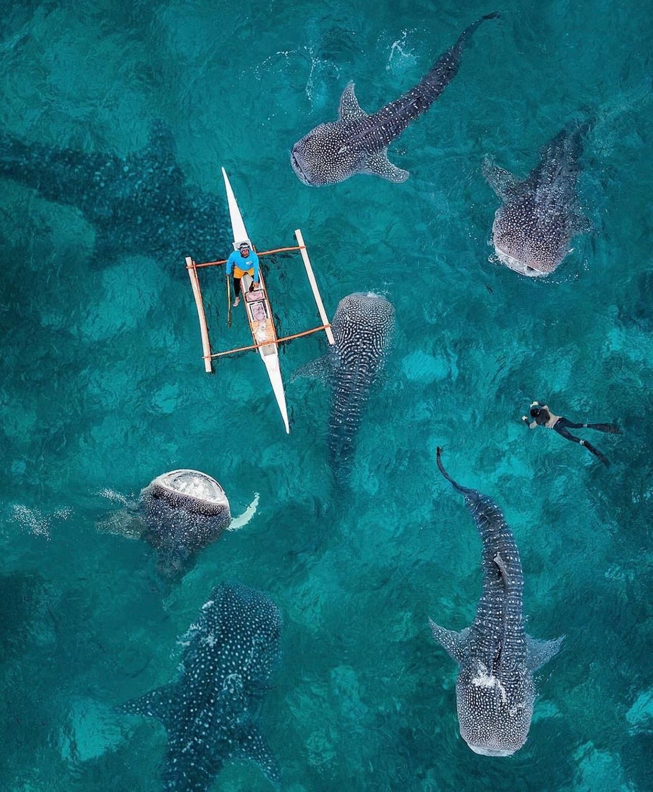 The BEST Things to Do in Oslob - Top Activities in 2026 | GetYourGuide