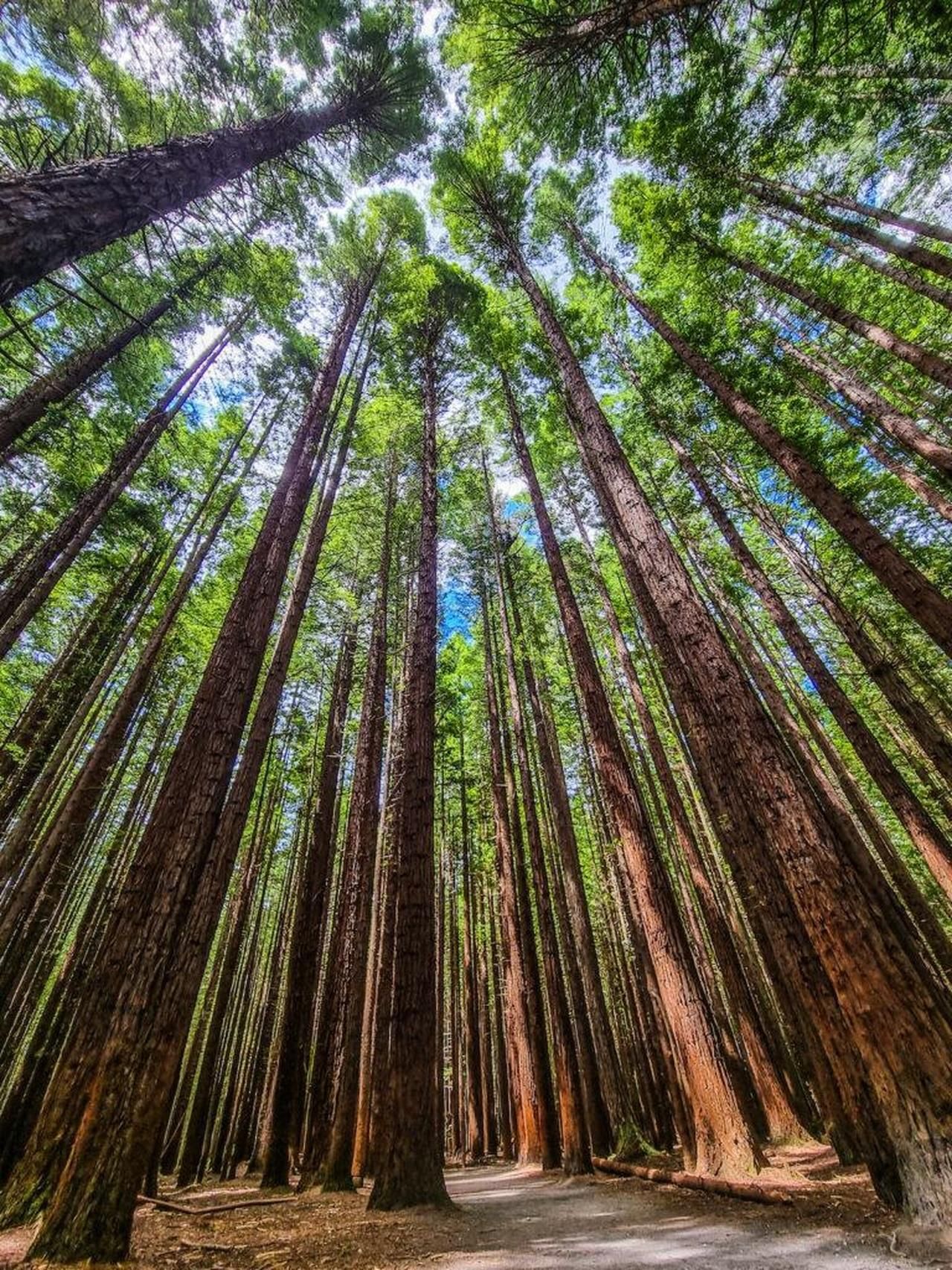 The BEST Things to Do in Rotorua - Top Activities in 2026 | GetYourGuide