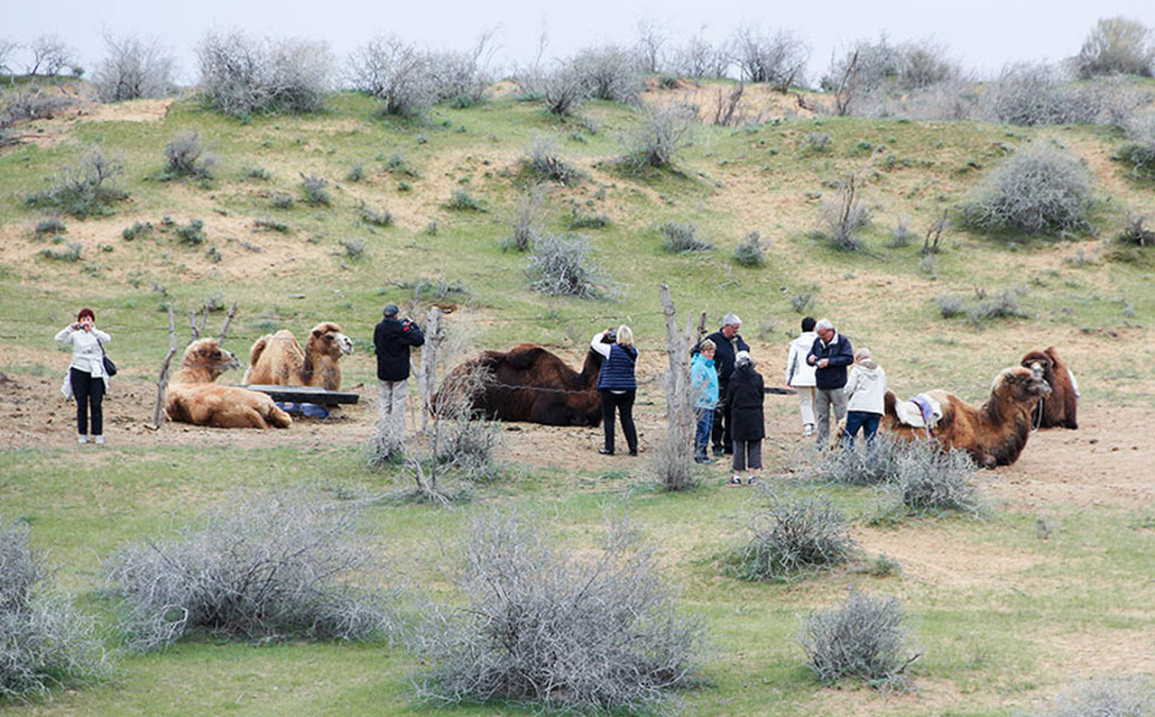 Samarkand: Kyzylkum Desert Overnight Yurt Camp Experience 3