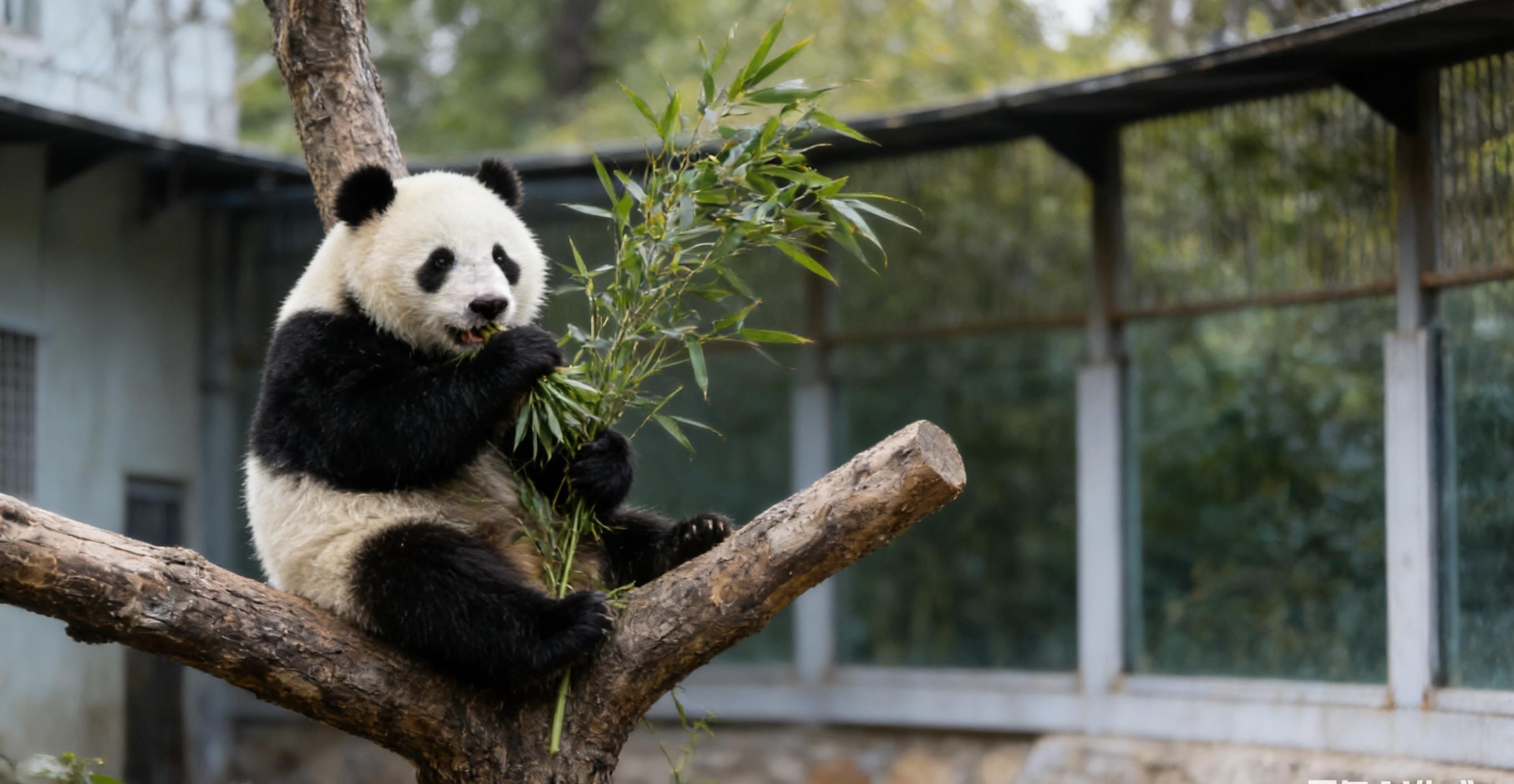 Beijing: Temple of Heaven, Panda House & Summer Palace Tour