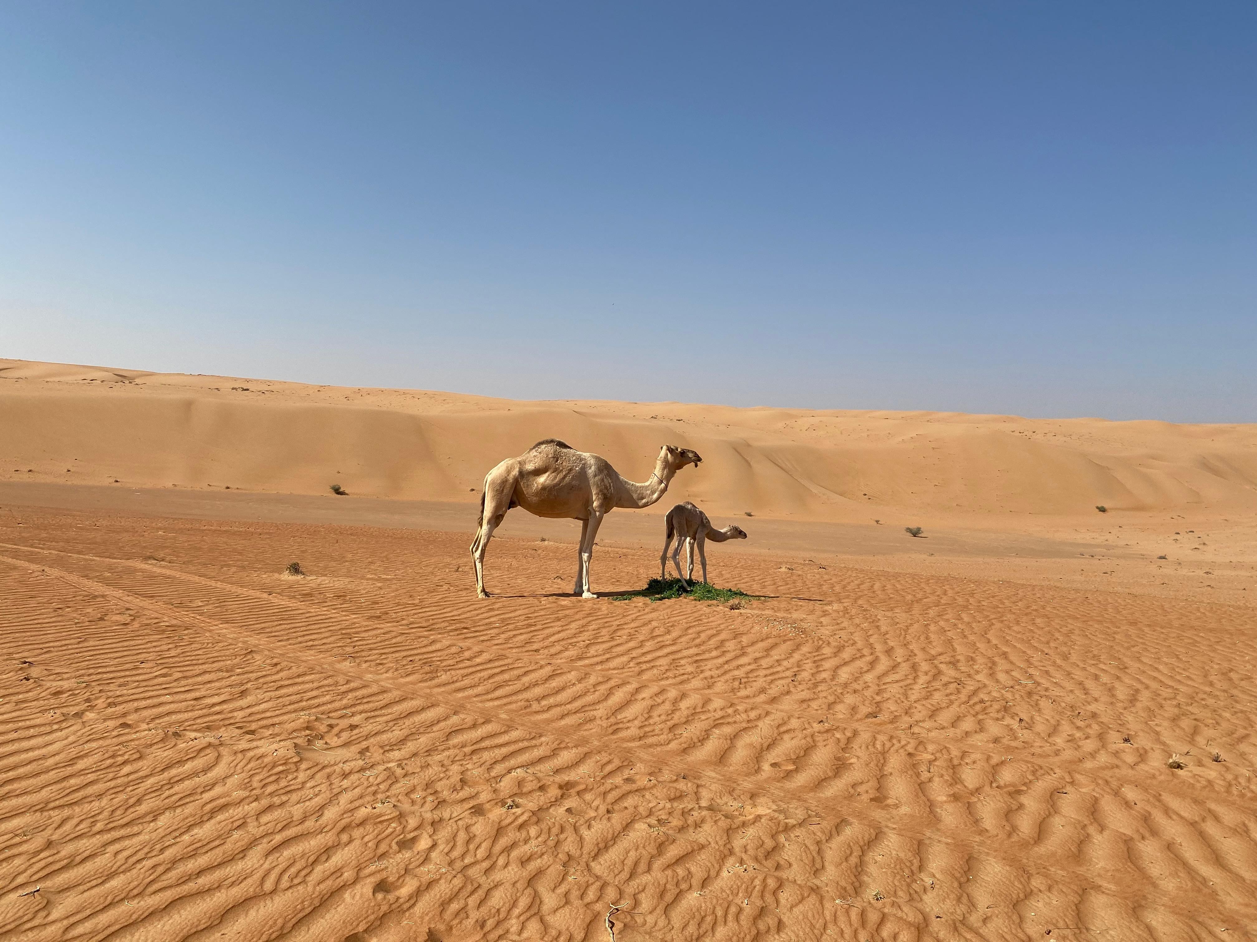 From Muscat: Wahiba Sands Sunset with Desert Camp Dinner