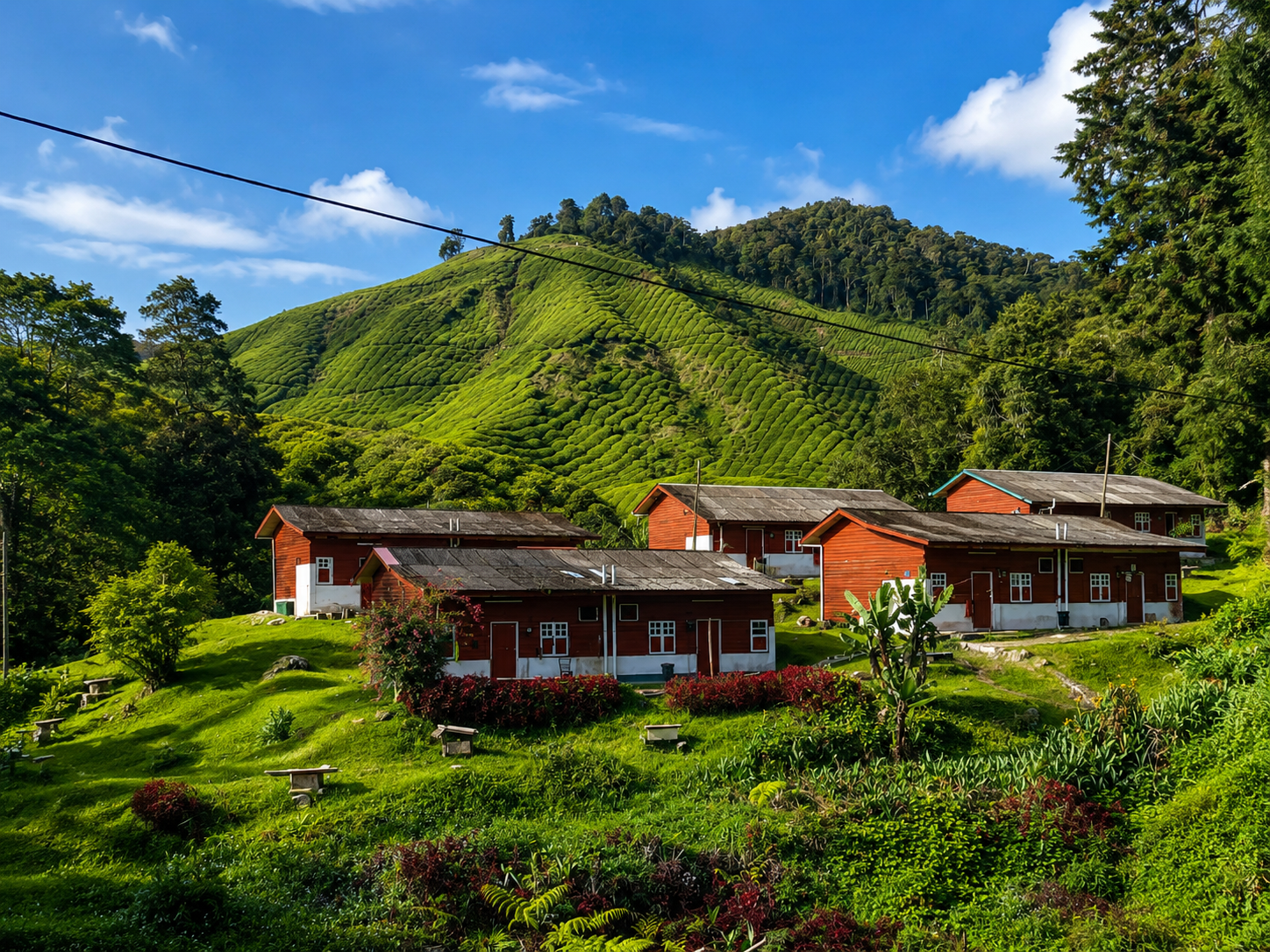 From Ipoh: Cameron Highlands Sightseeing Tour