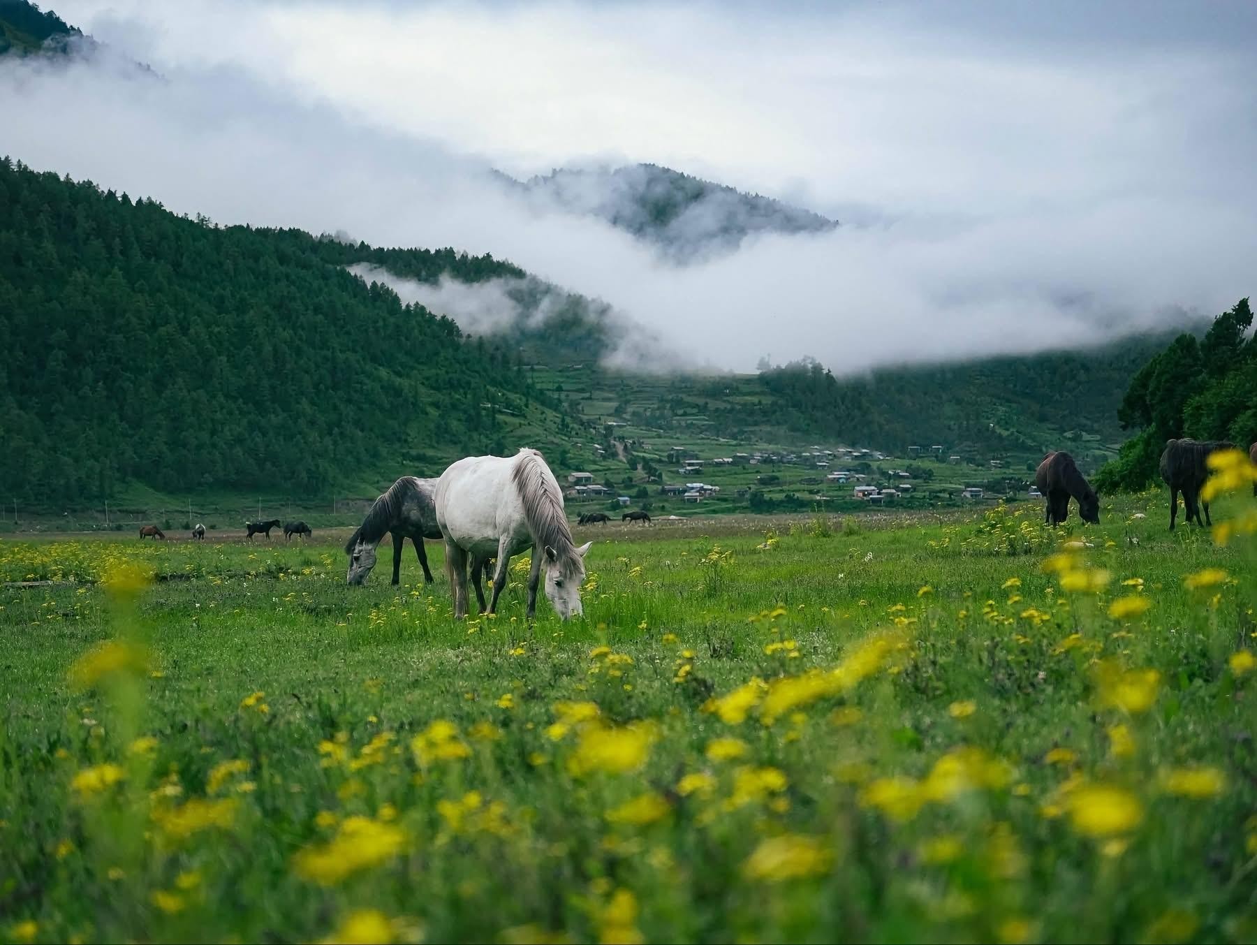 From Pokhara: 4-Day Dhorpatan & Bukipatan Trekking Tour 3