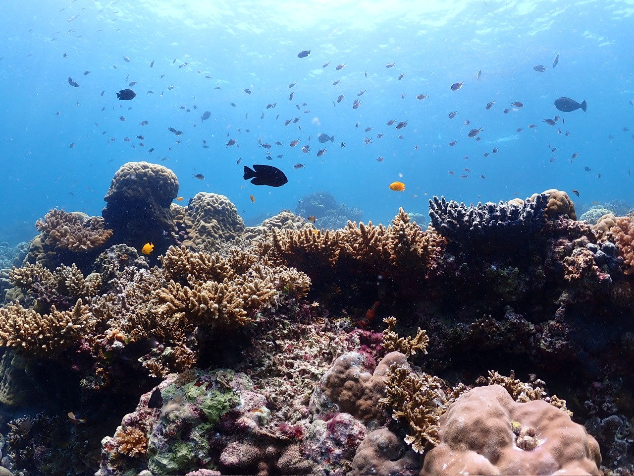Cebu: Olango Island Boat Two Dive Tour 2