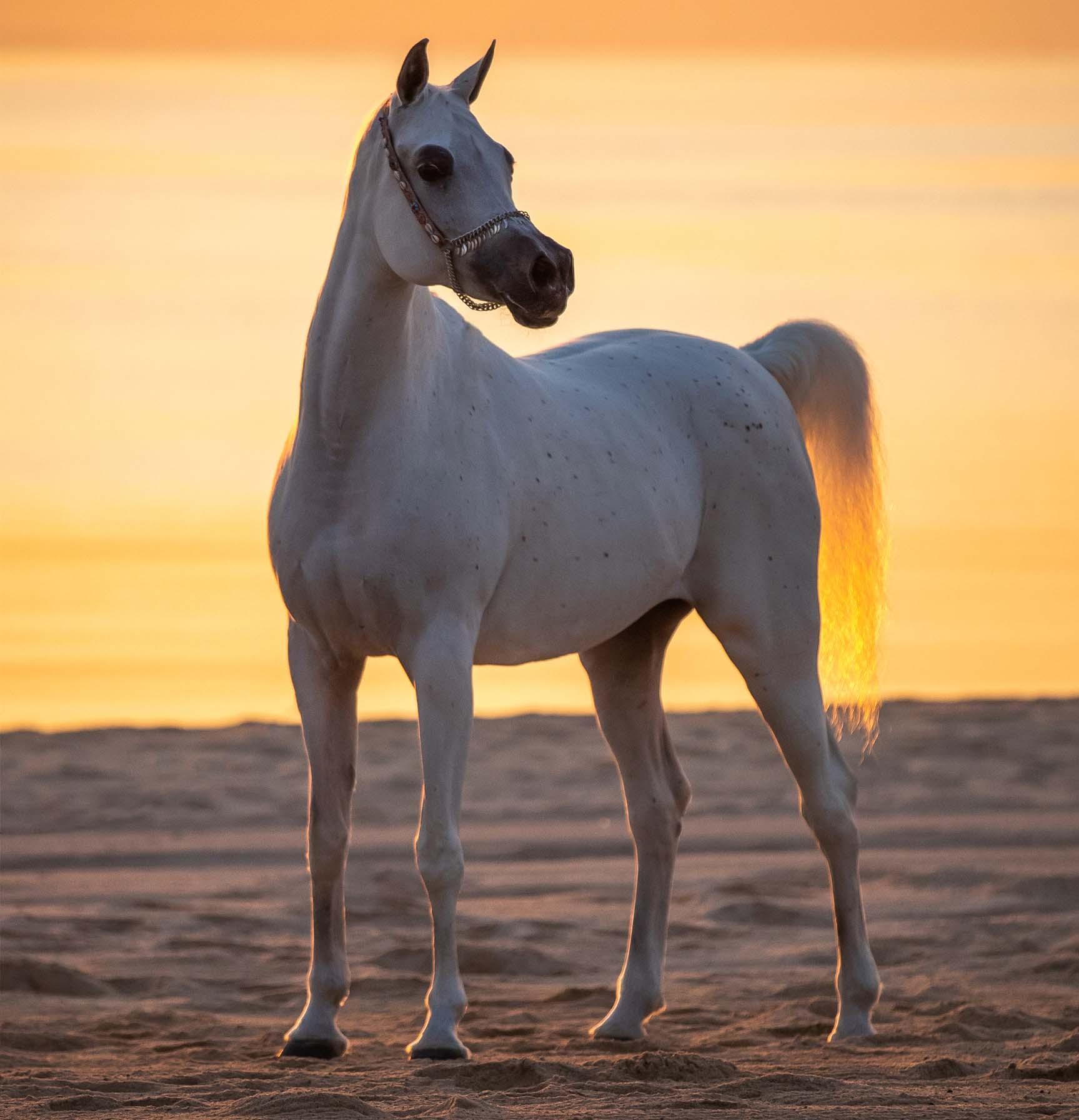 Private Doha Horse and Camel Ride in The Desert