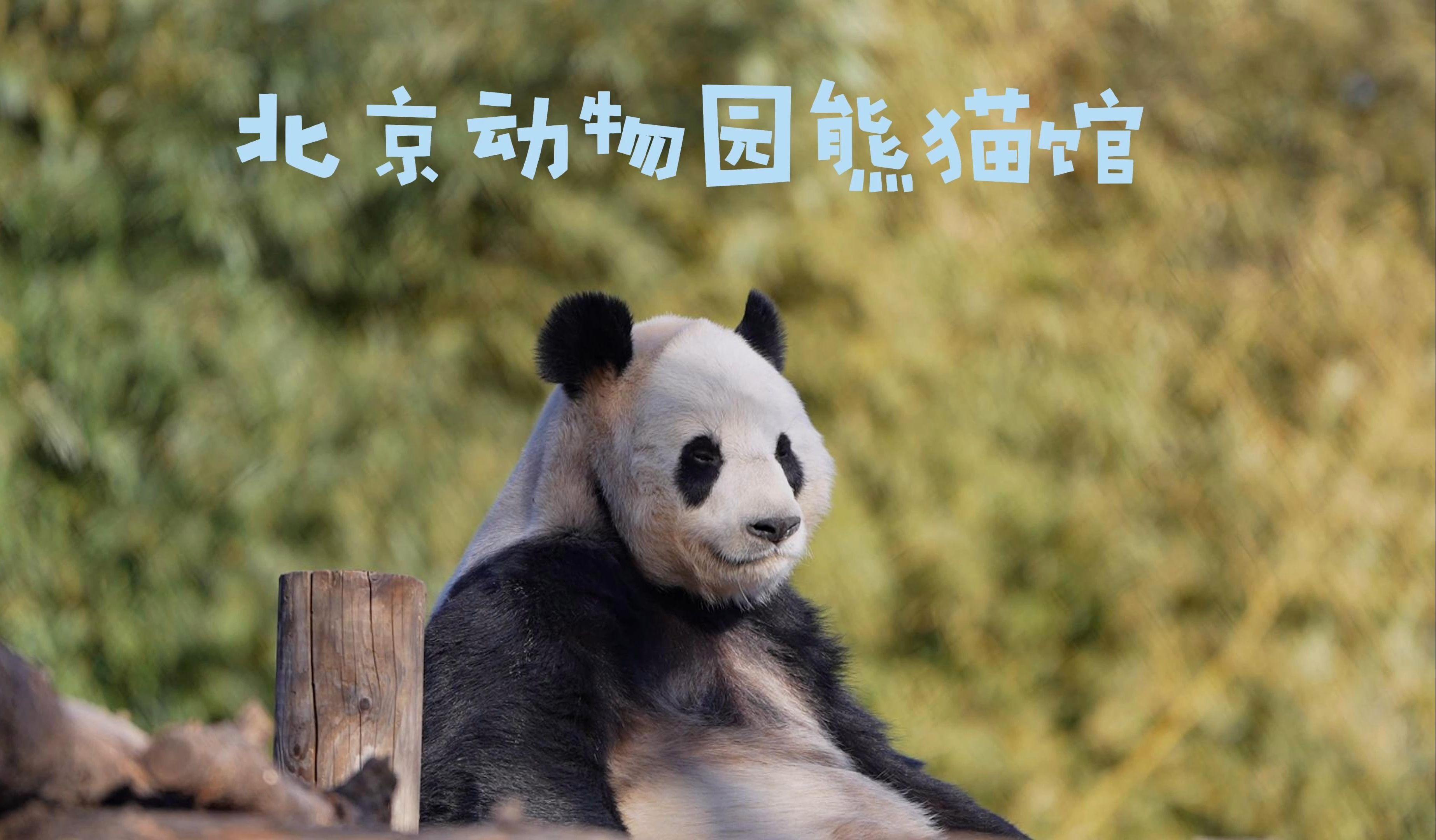 Beijing: Panda House Ticket (Zoo) new activities for 2026 2