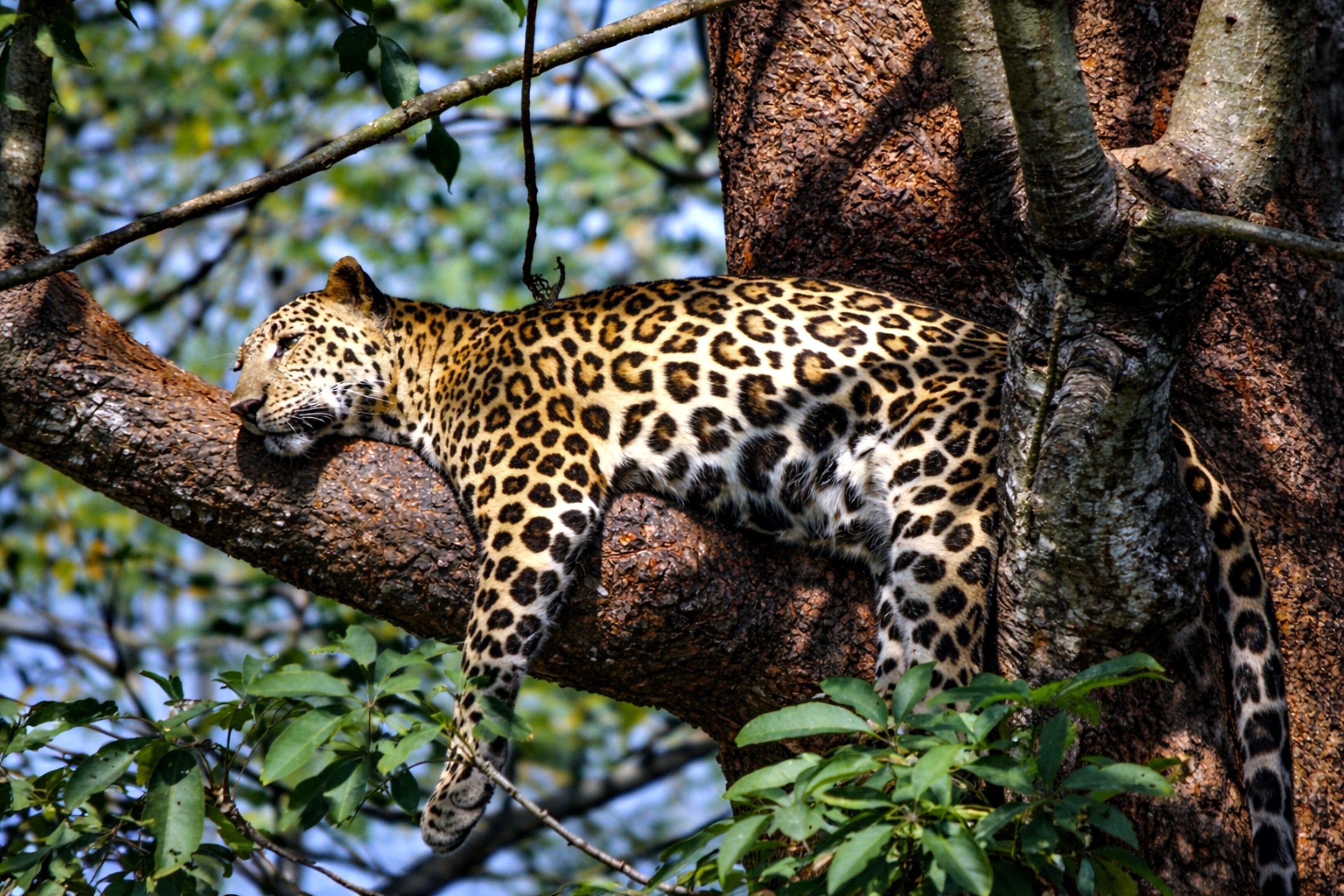 Jaipur: Wild Leopard Safari in Jhalana or Amagarh by Jeep 3