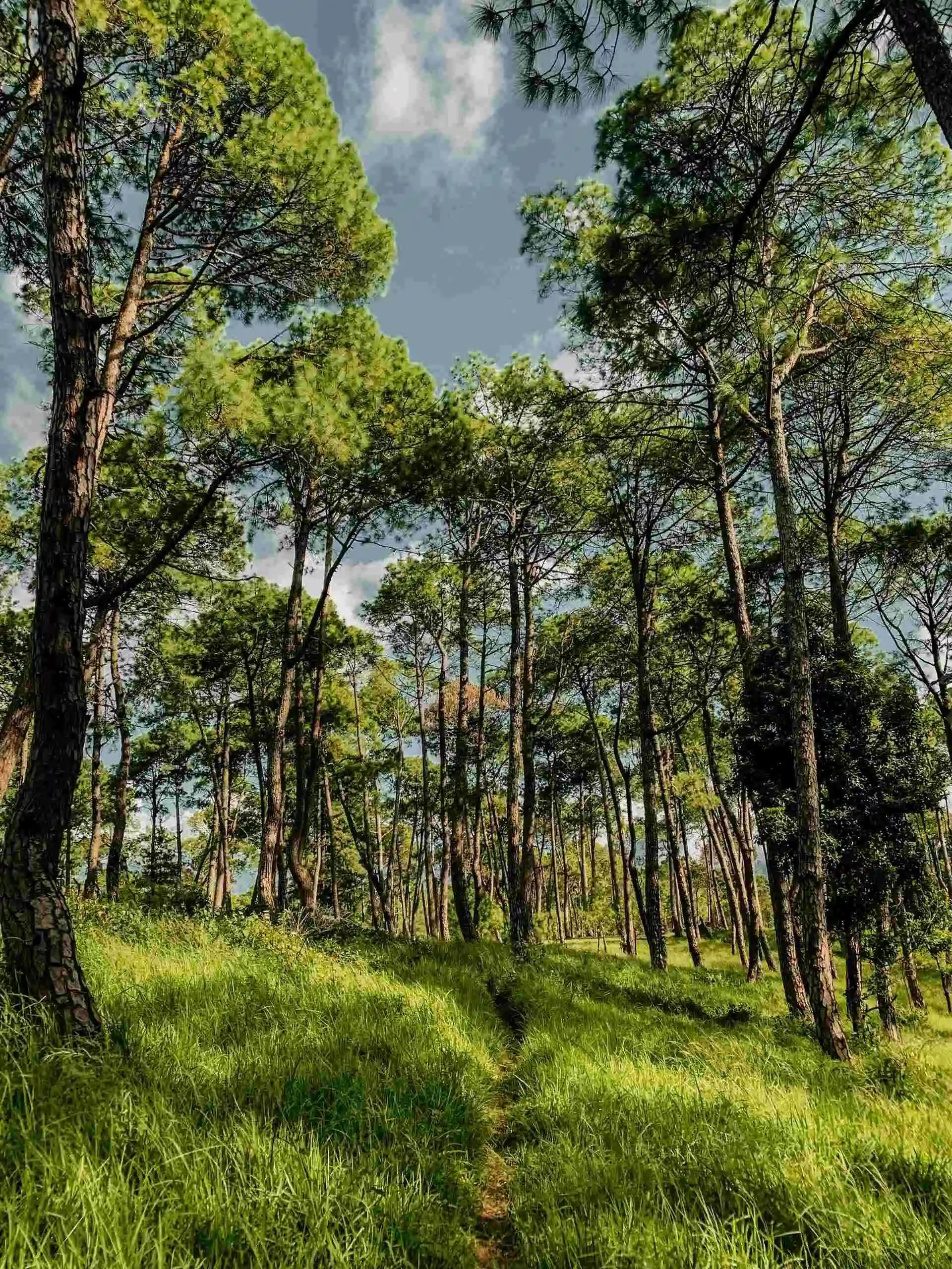 From Kathmandu: Champadevi Hike with Pharping Temple Visit 3