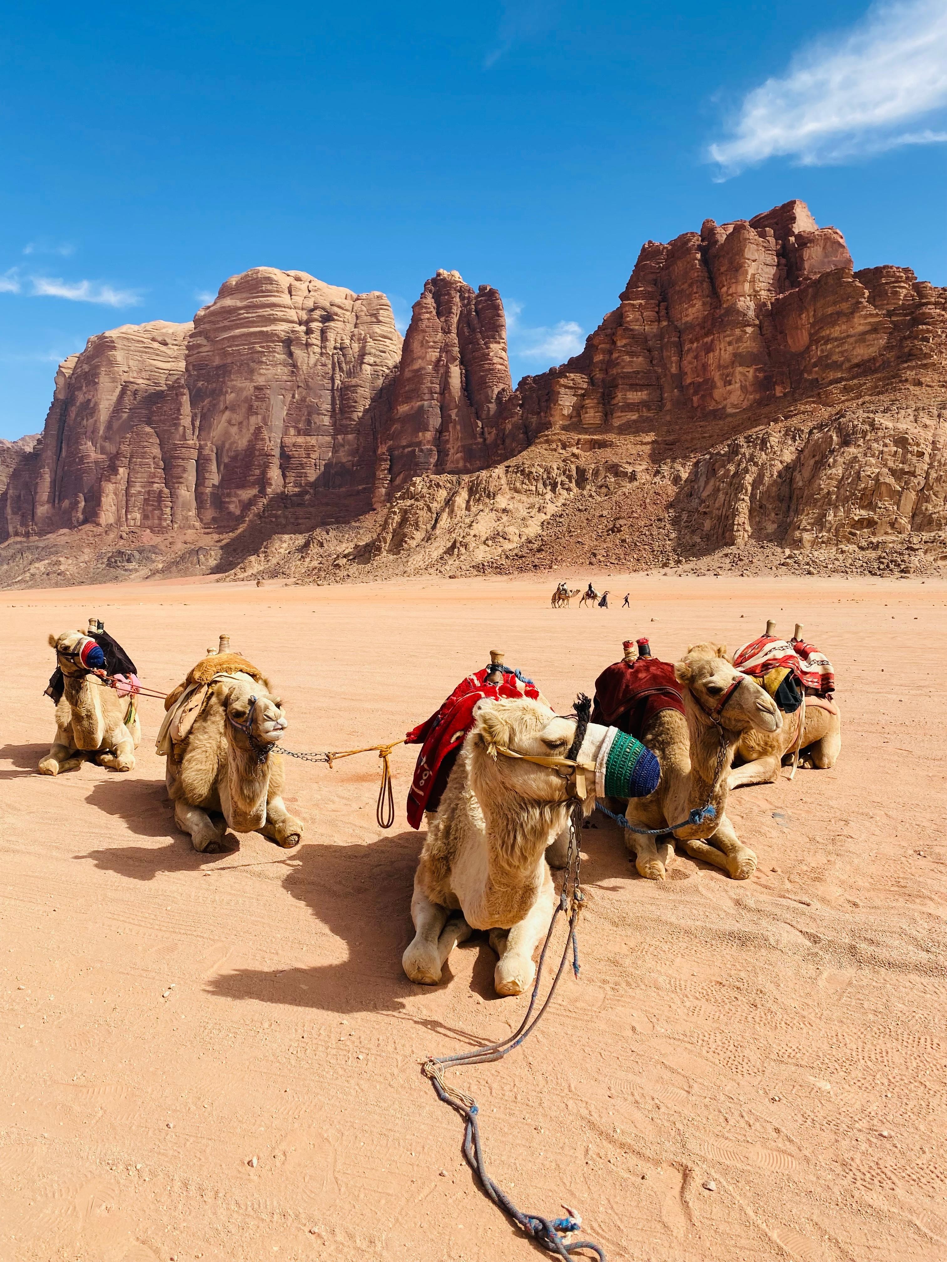 Wadi Rum: camel ride with traditional tea tasting 3