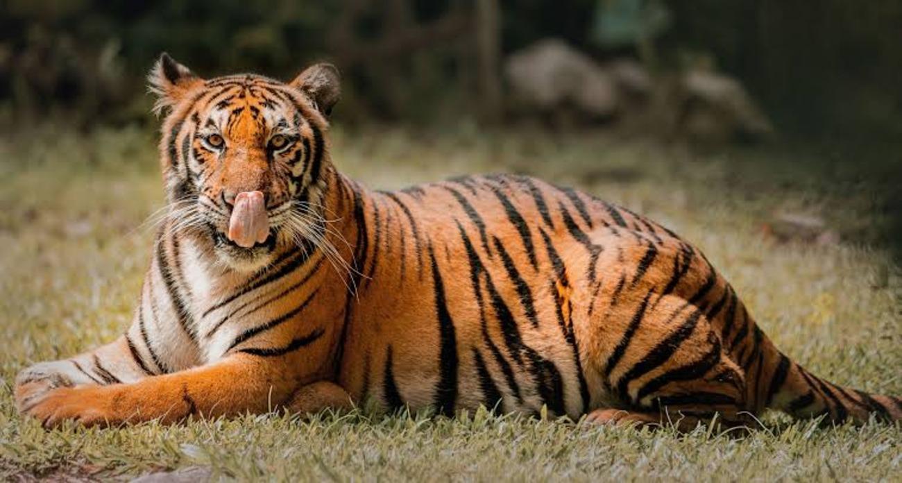 Cebu: Safari Adventure Park Day Trip 2