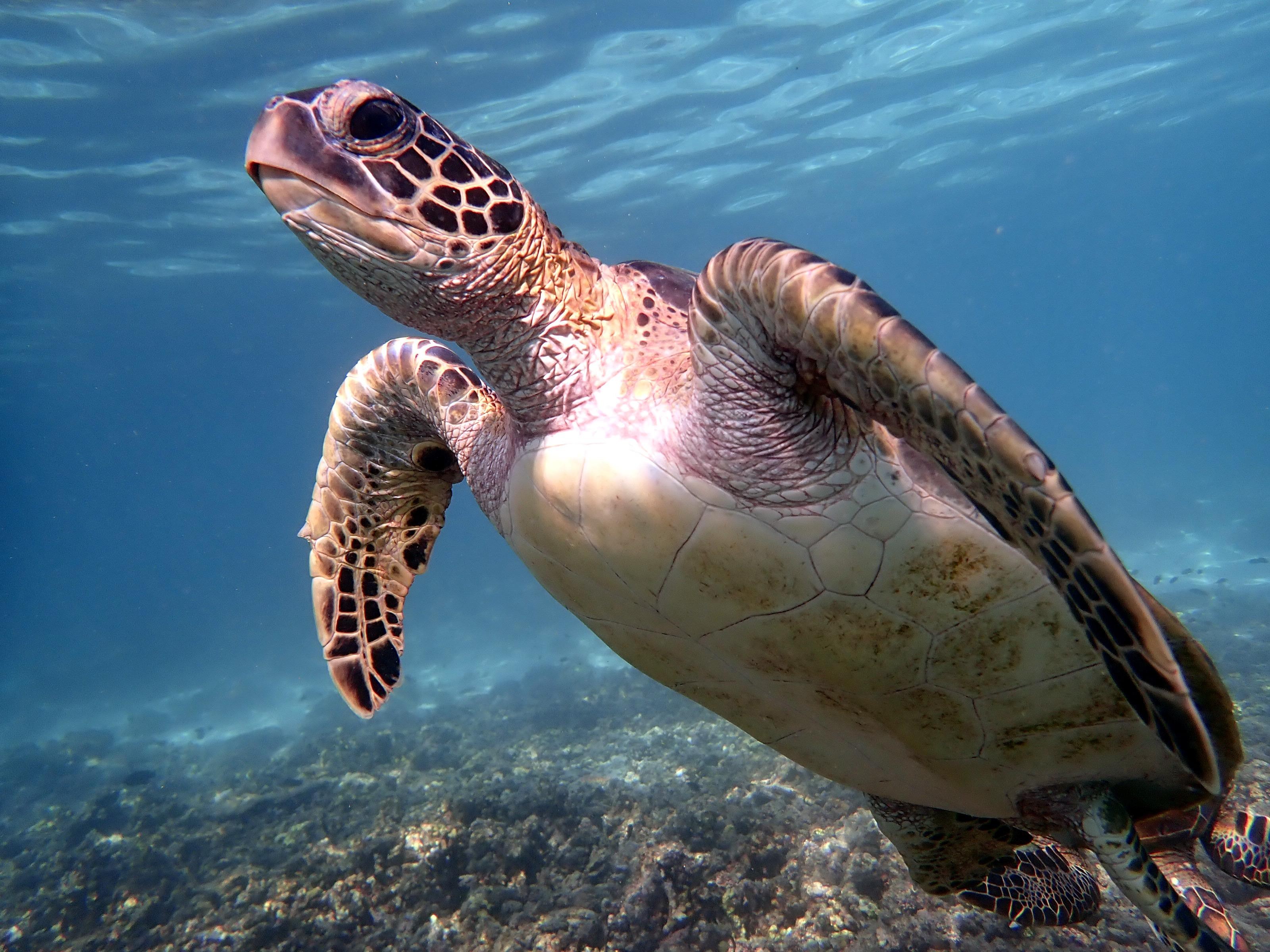 Muscat: Dimaniyat Islands Snorkeling with turtles 2