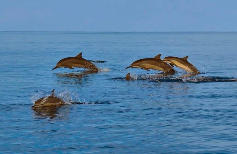Muscat: 3-Day VIP Wildlife Boat Tour and Wadi Shab Hike