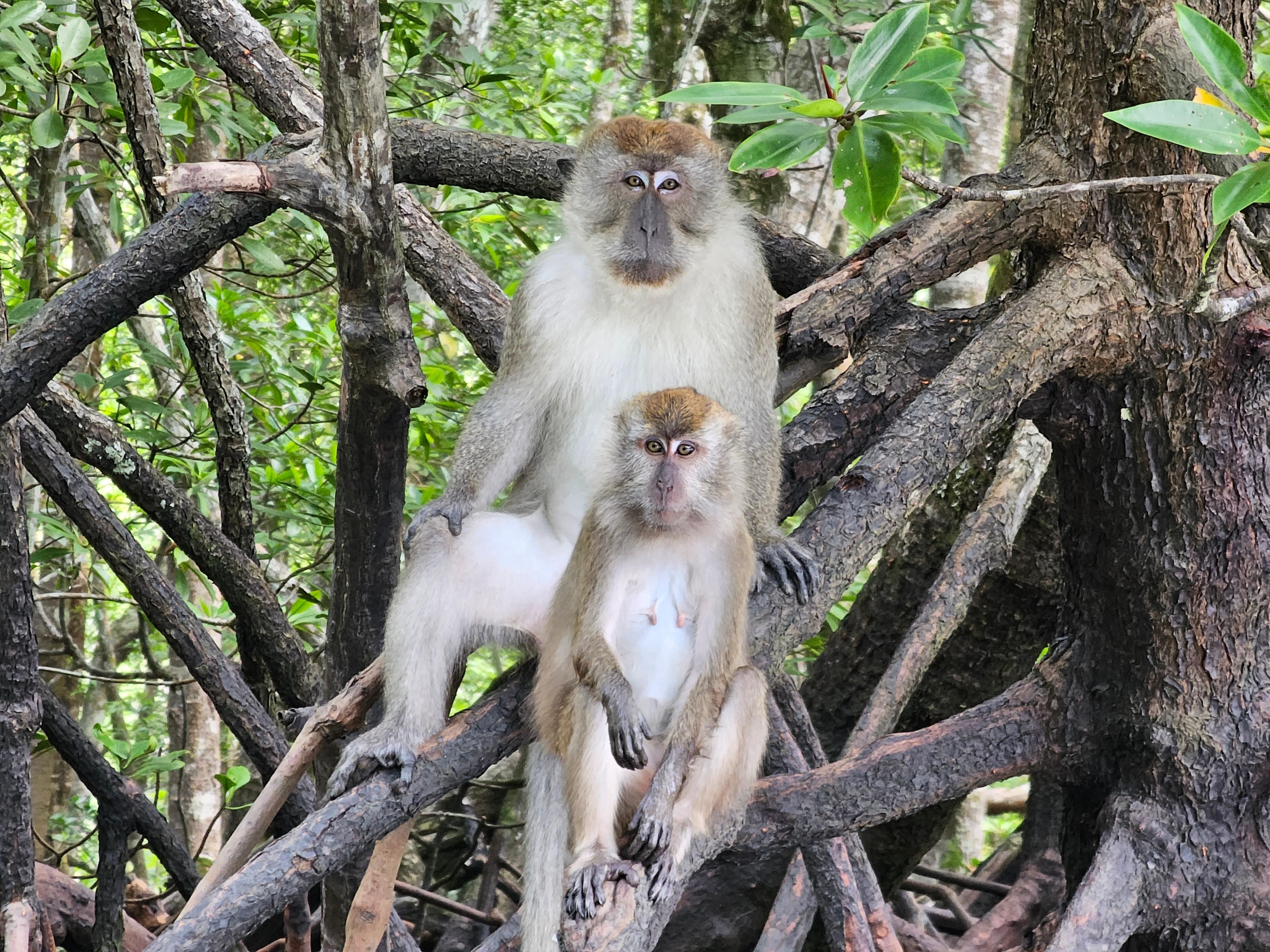 Langkawi: Kilim Mangrove 4+2 Hours Boat Tour with Pickup 3