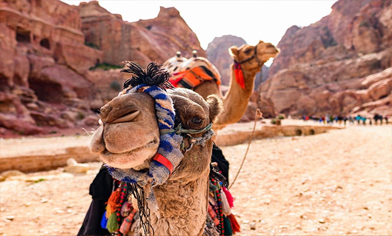 From Amman: Private Petra Day Trip with Guide 3