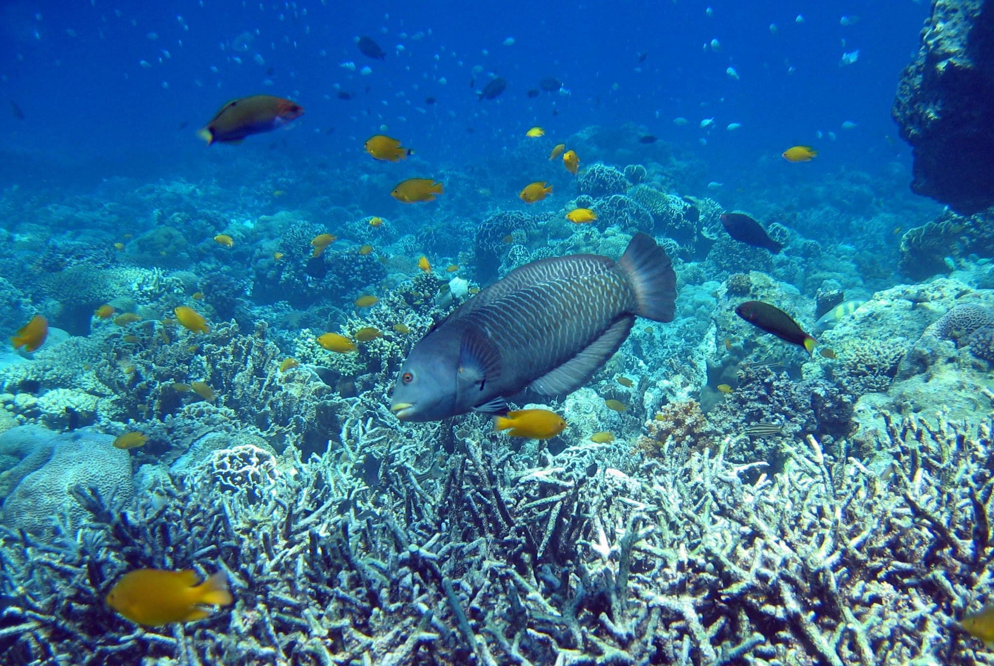 Cebu Mactan Island Hopping + Picnic Lunch (Private Tour) 2