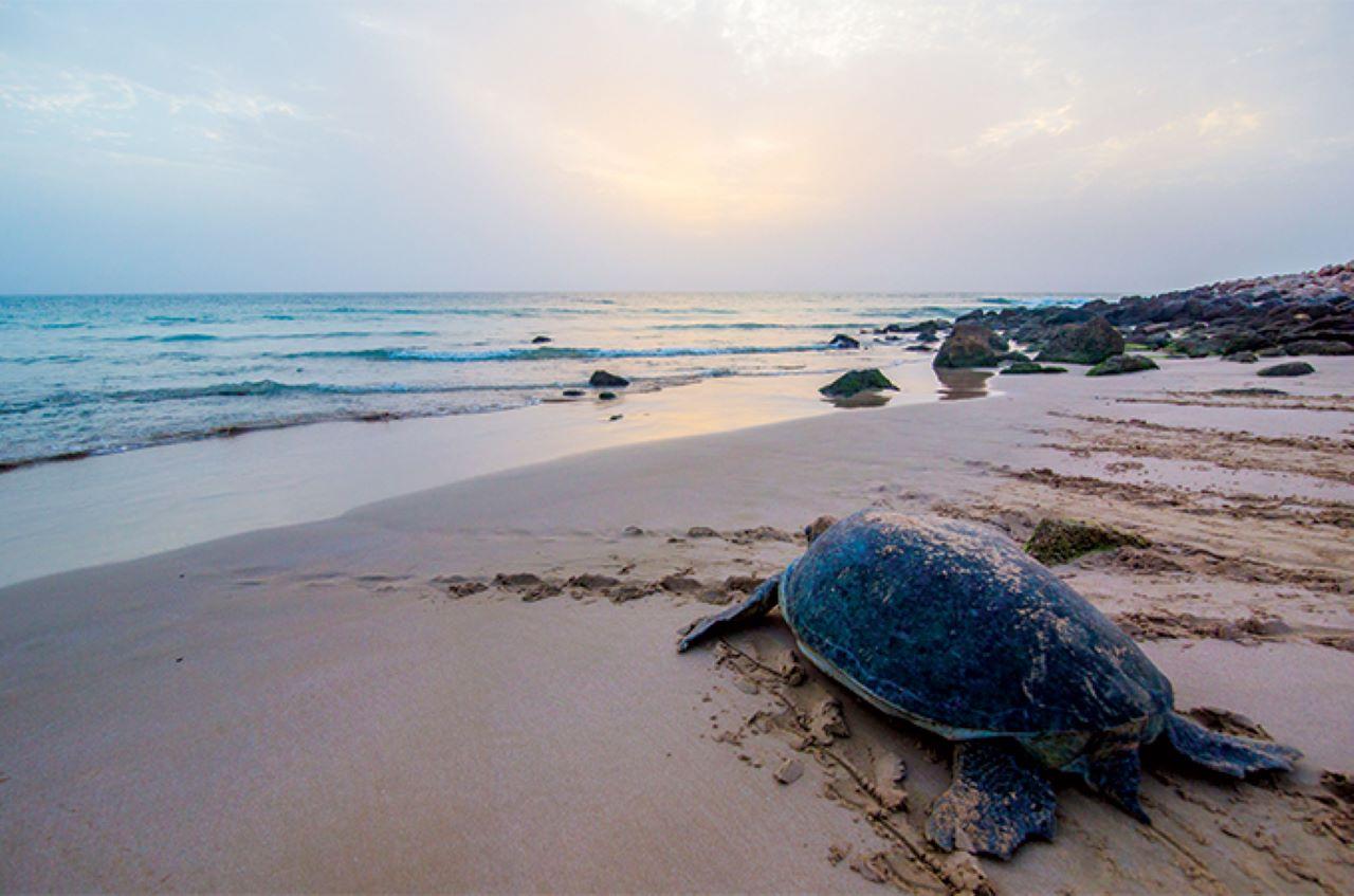 From Muscat: 2-Days, 1 Night in Ras Al Hadd
