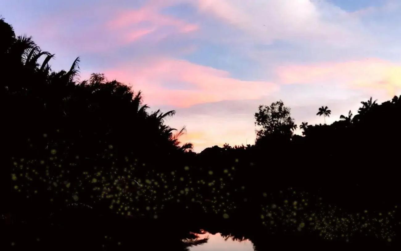 Desaru Private Mangrove Night Cruise & Fireflies Experience 2