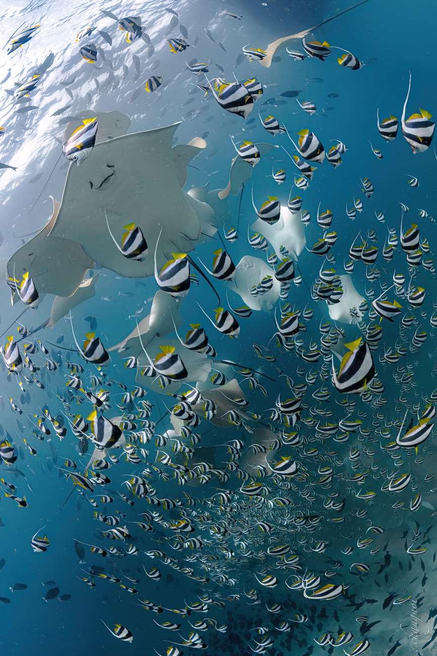 Maldives: Shark Tank Diving Tour with Equipment 2