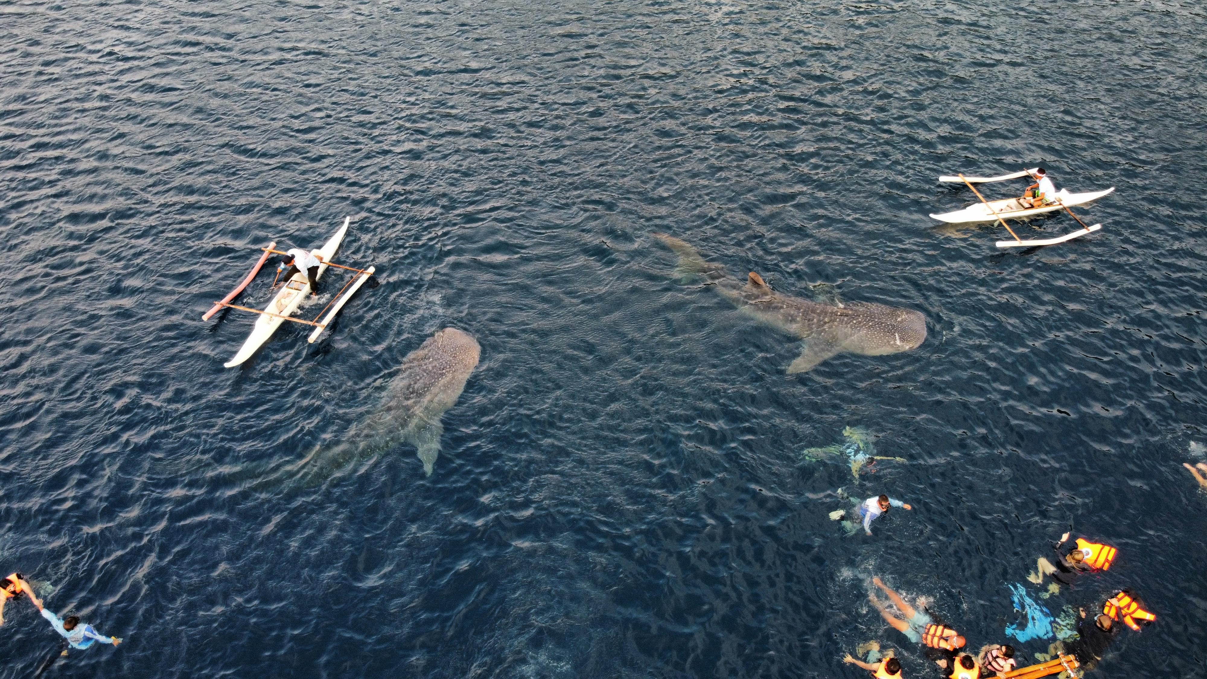 Cebu: Whale Shark, Tumalog, Sumilon, and Moalboal Tour 2