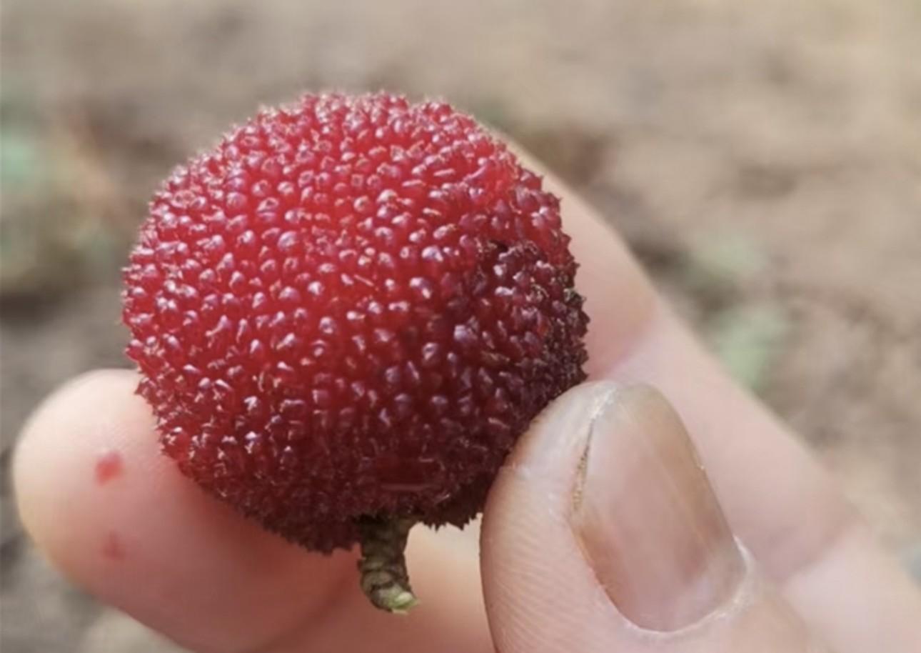 Shanghai: Tonglu Ancient Villages & Fruit-Picking Day Trip 2